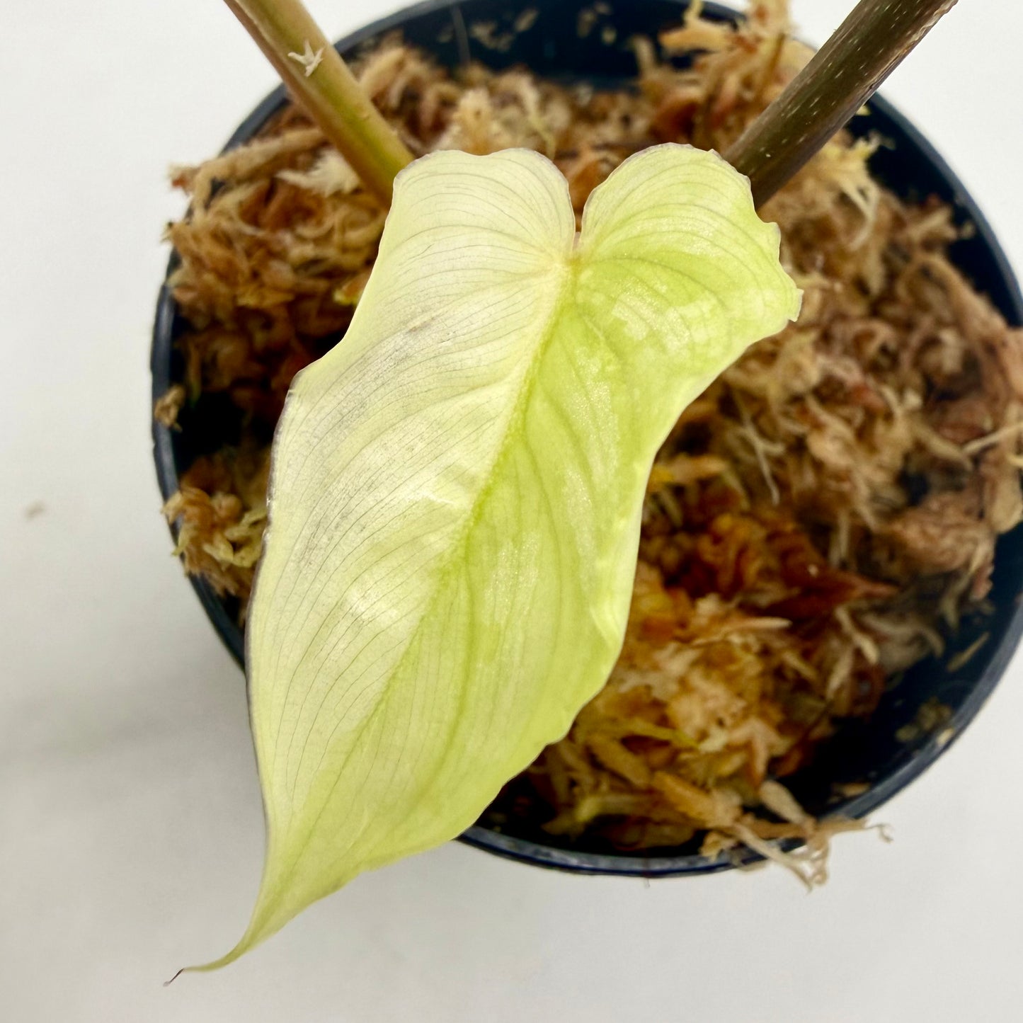 Philodendron Mamei Variegata