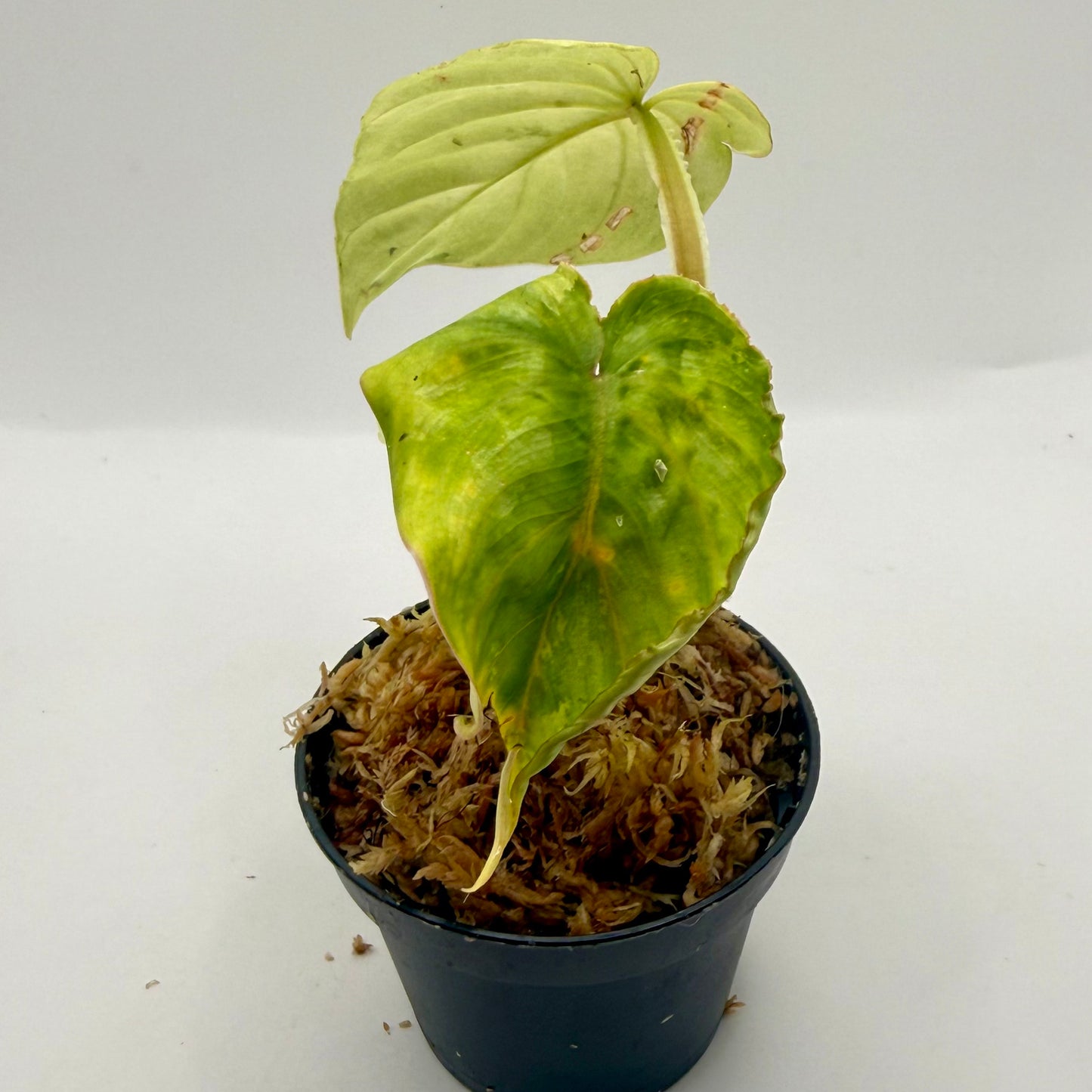 Philodendron Mamei Variegata