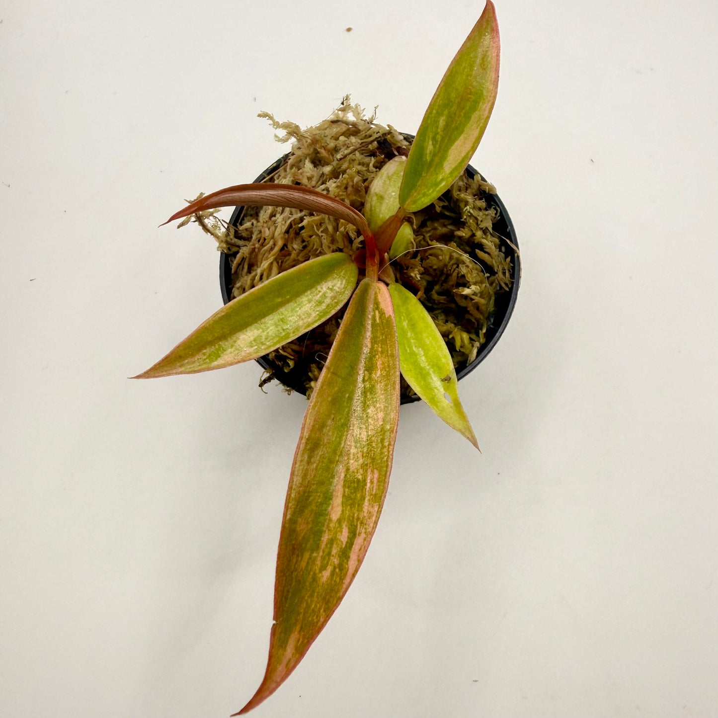 Philodendron Caramel Marble