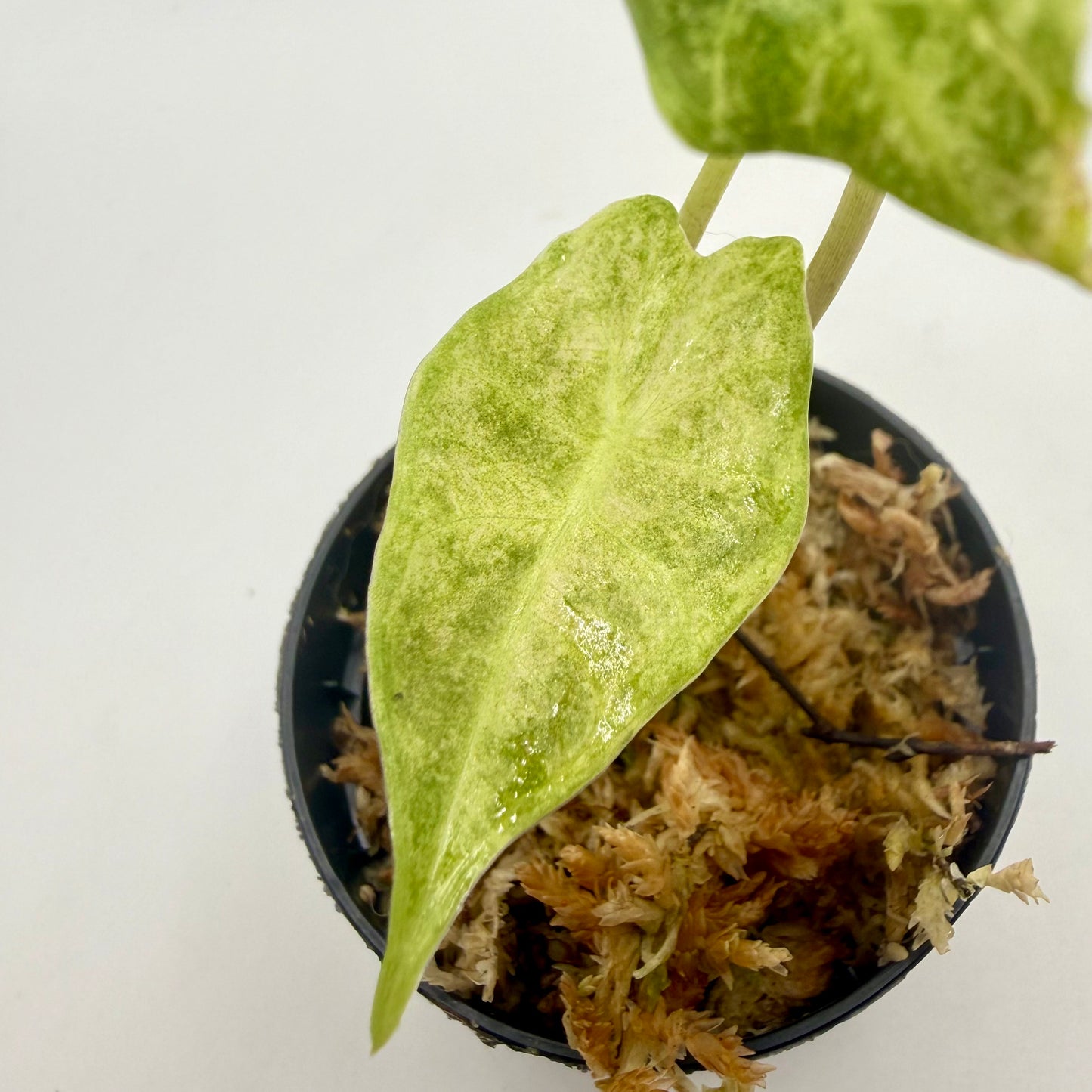 Alocasia Black Satun Stardust Variegata