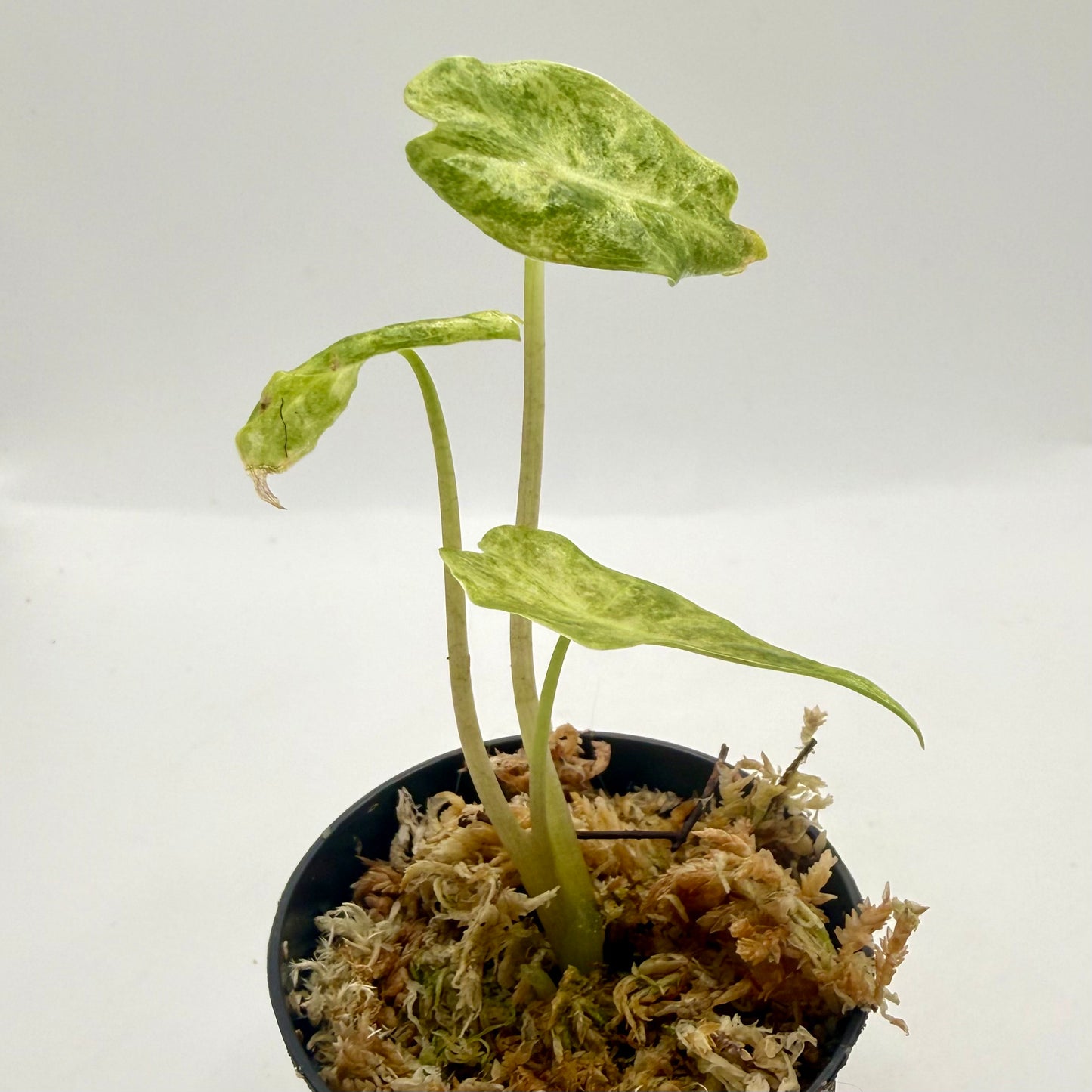 Alocasia Black Satun Stardust Variegata