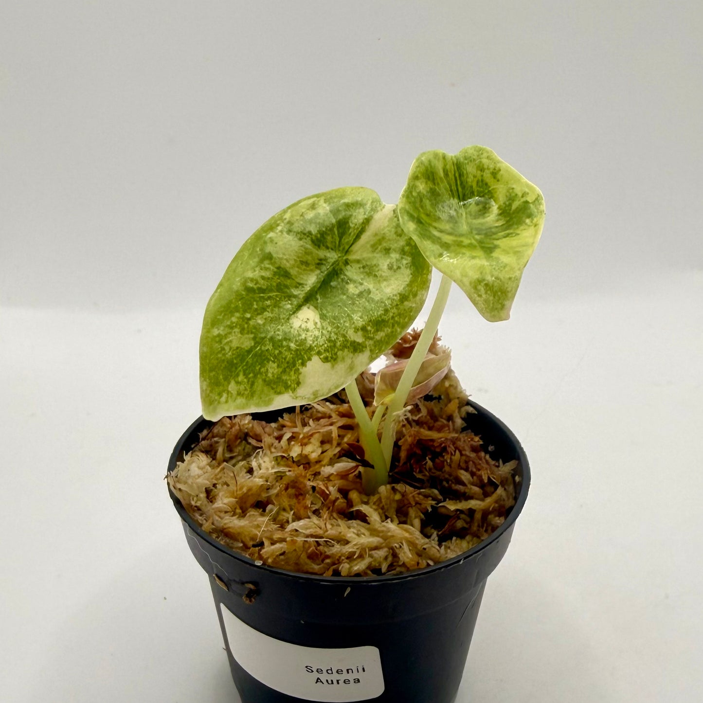 Alocasia Sedenii Aurea Variegata