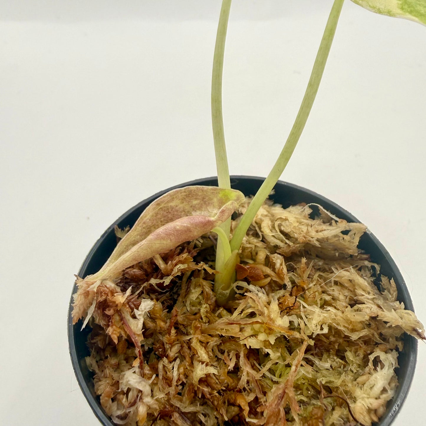 Alocasia Sedenii Aurea Variegata