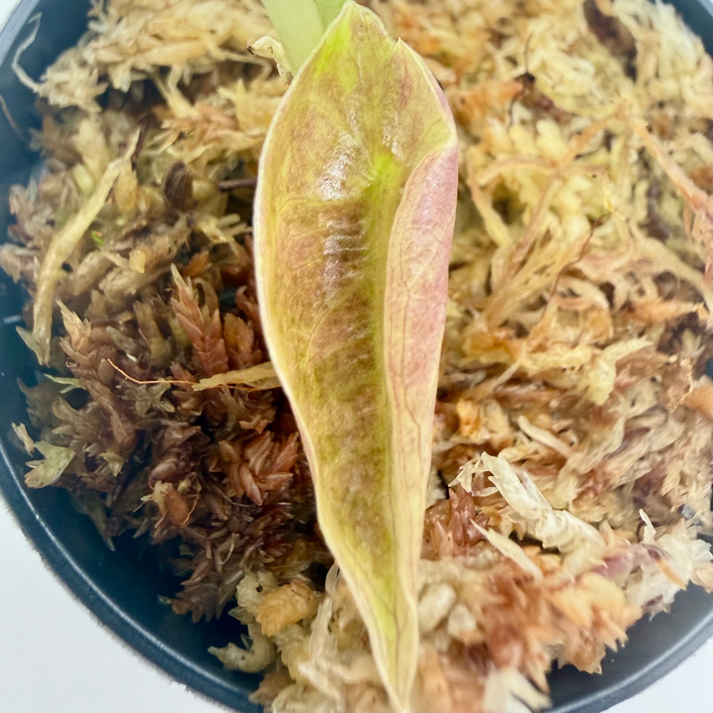 Alocasia Sedenii Aurea Variegata