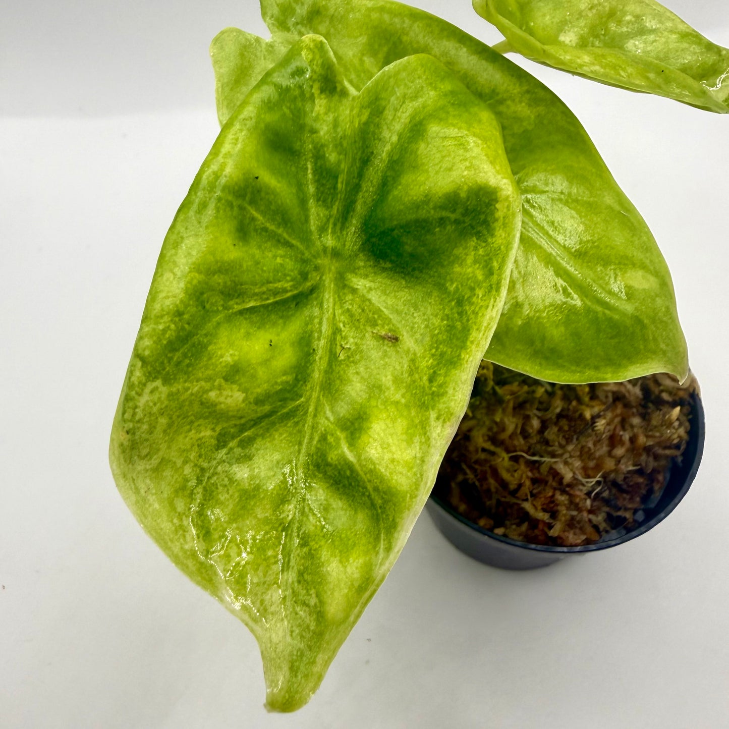 Alocasia Pink Dragon Aurea Variegata