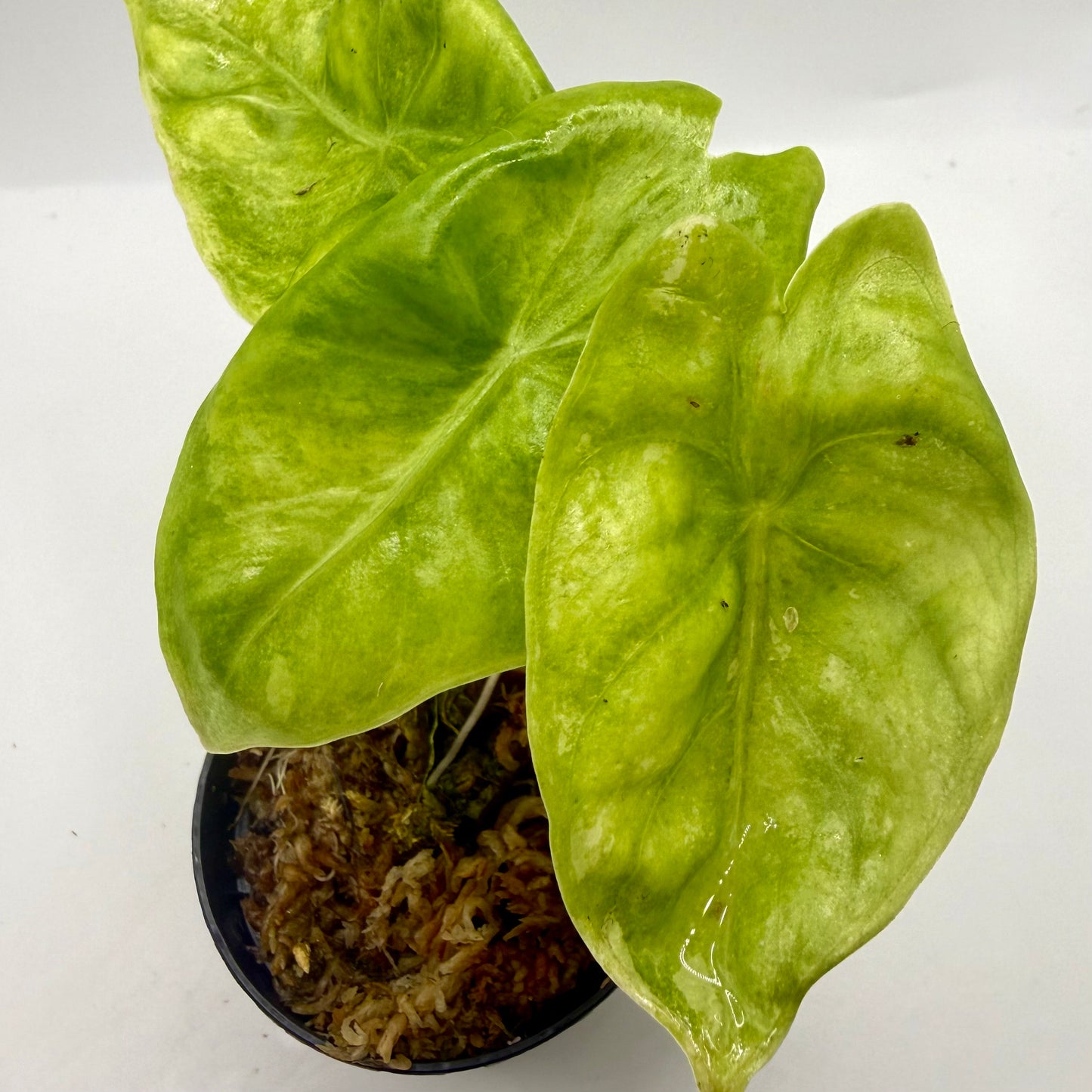 Alocasia Pink Dragon Aurea Variegata