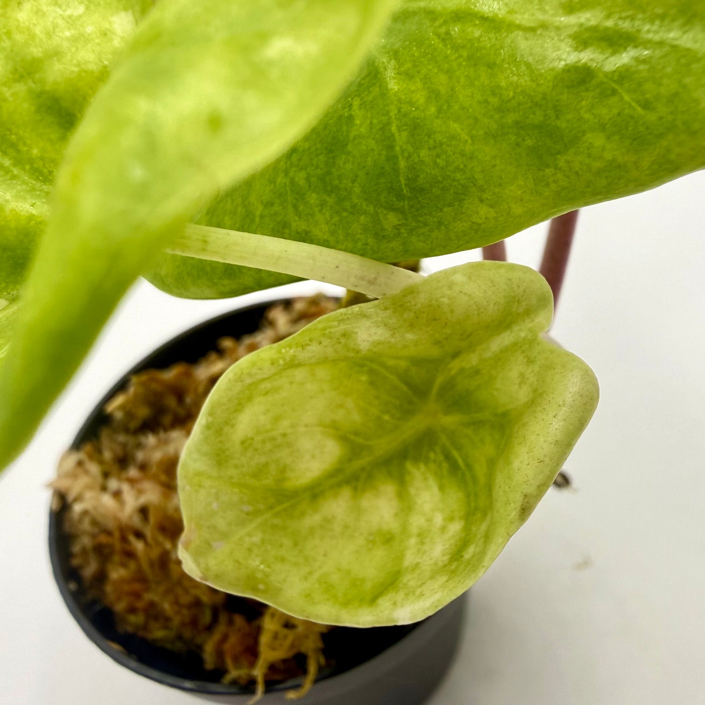 Alocasia Pink Dragon Aurea Variegata