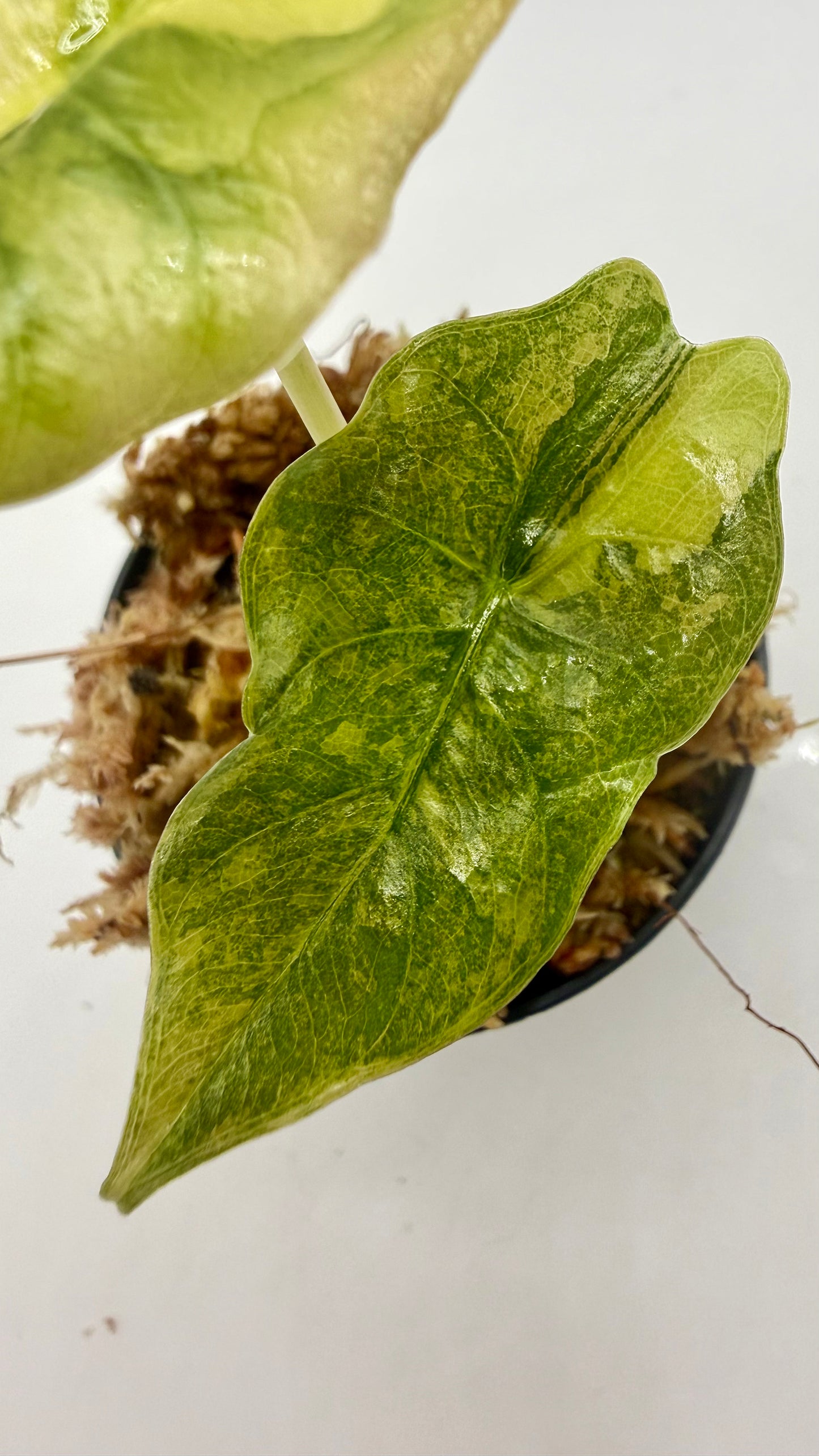 Alocasia Chantrieri Aurea Variegata