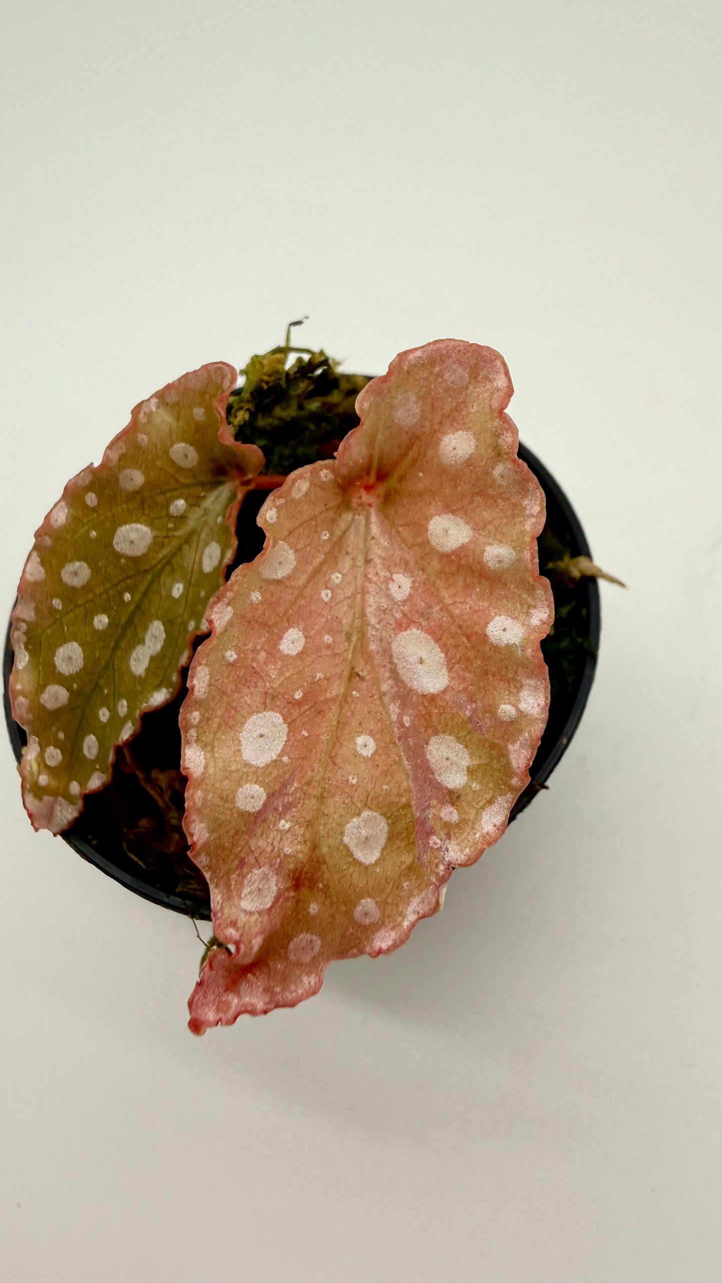 Begonia Maculata Pink Variegated