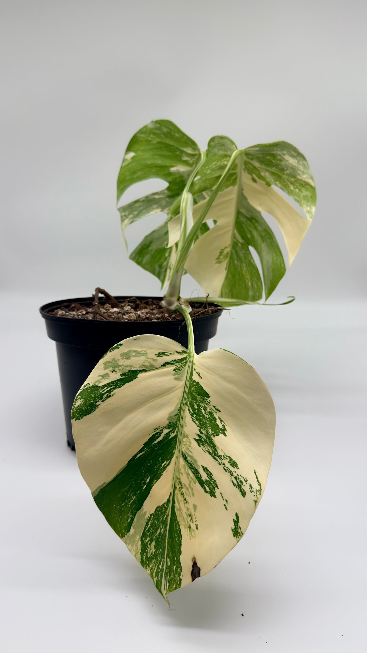Monstera Albo Variegata
