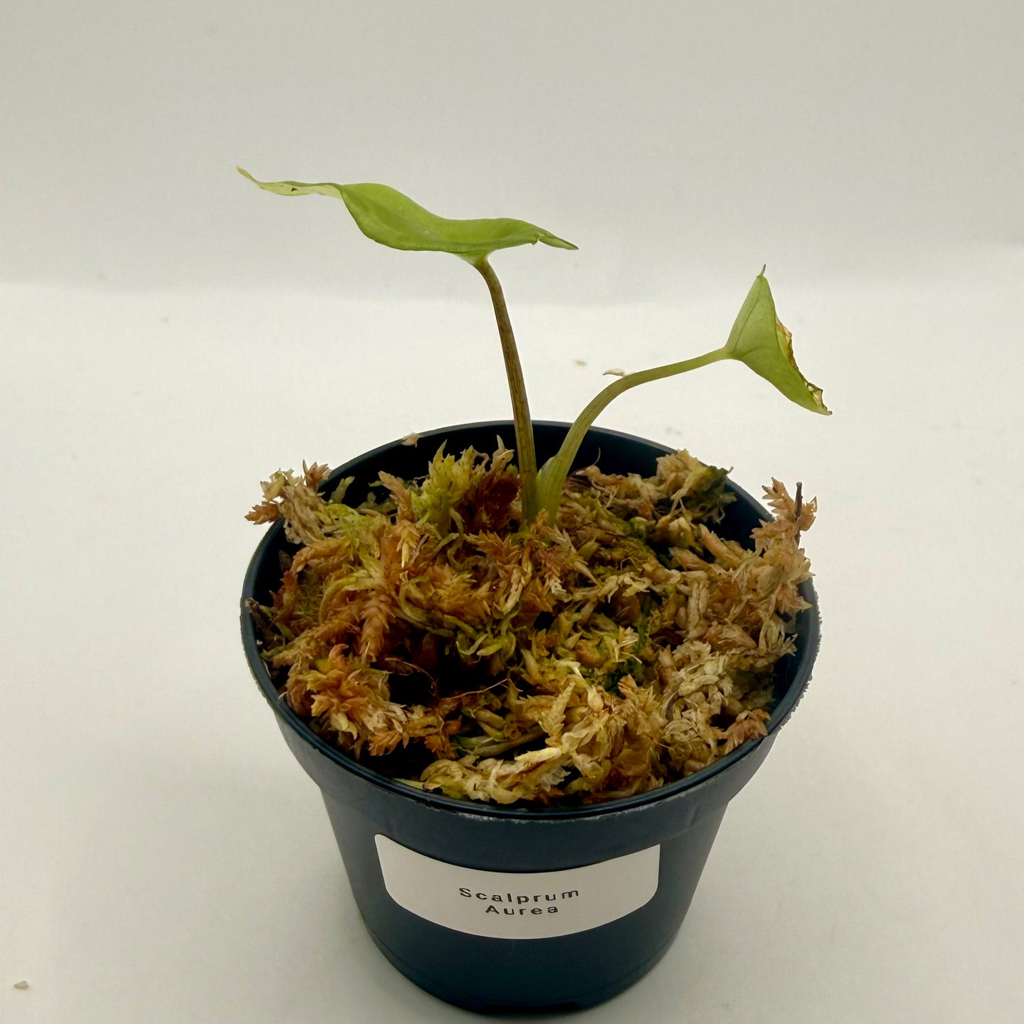 Alocasia Scalprum Aurea Variegata