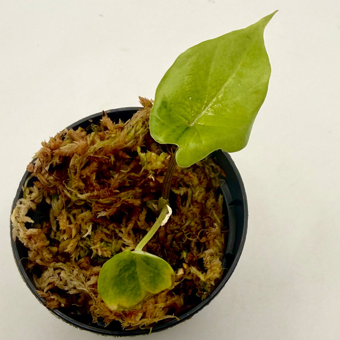 Alocasia Scalprum Aurea Variegata