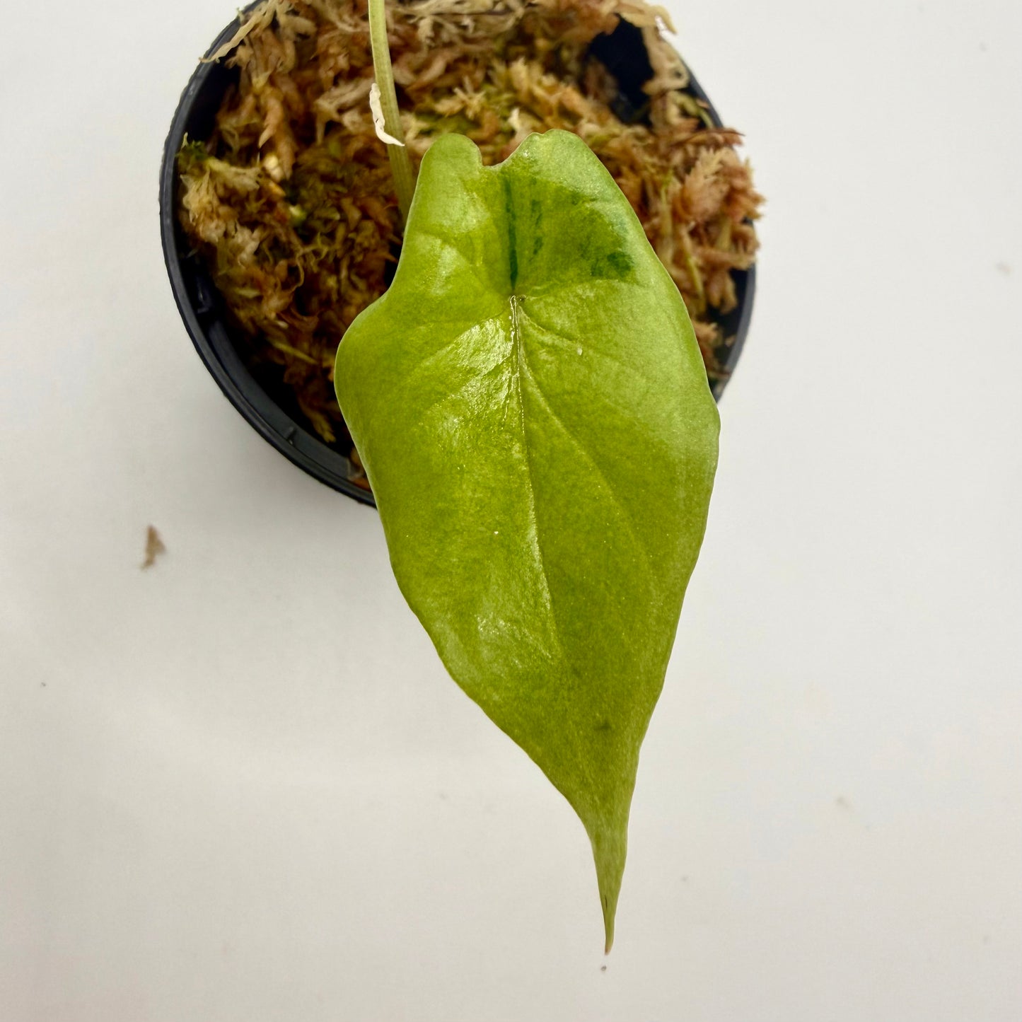 Alocasia Scalprum Aurea Variegata