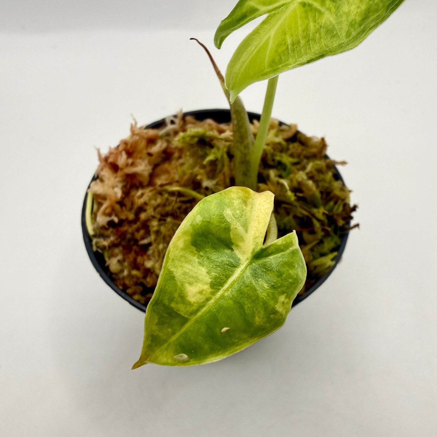 Alocasia Sarian Aurea Variegata