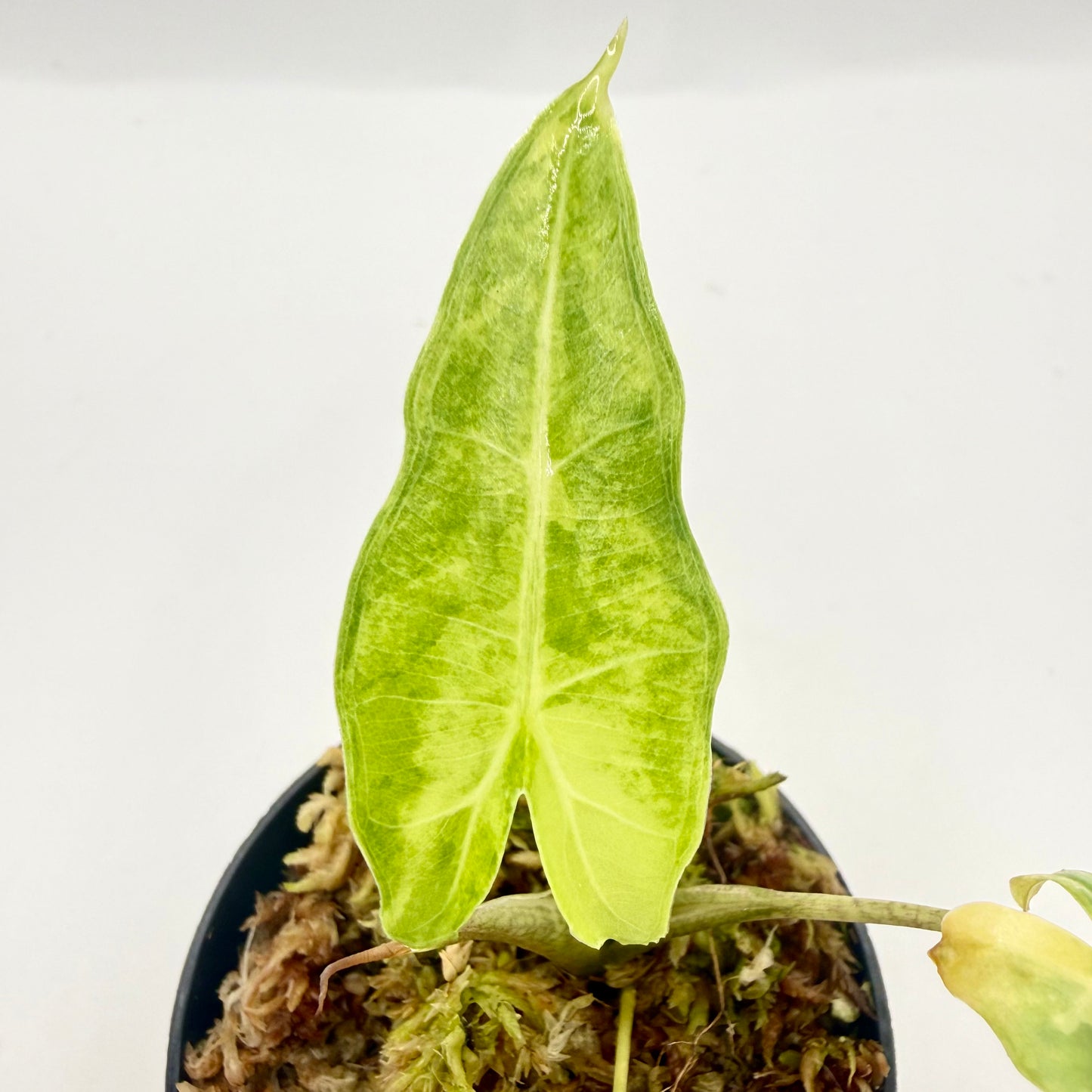 Alocasia Sarian Aurea Variegata