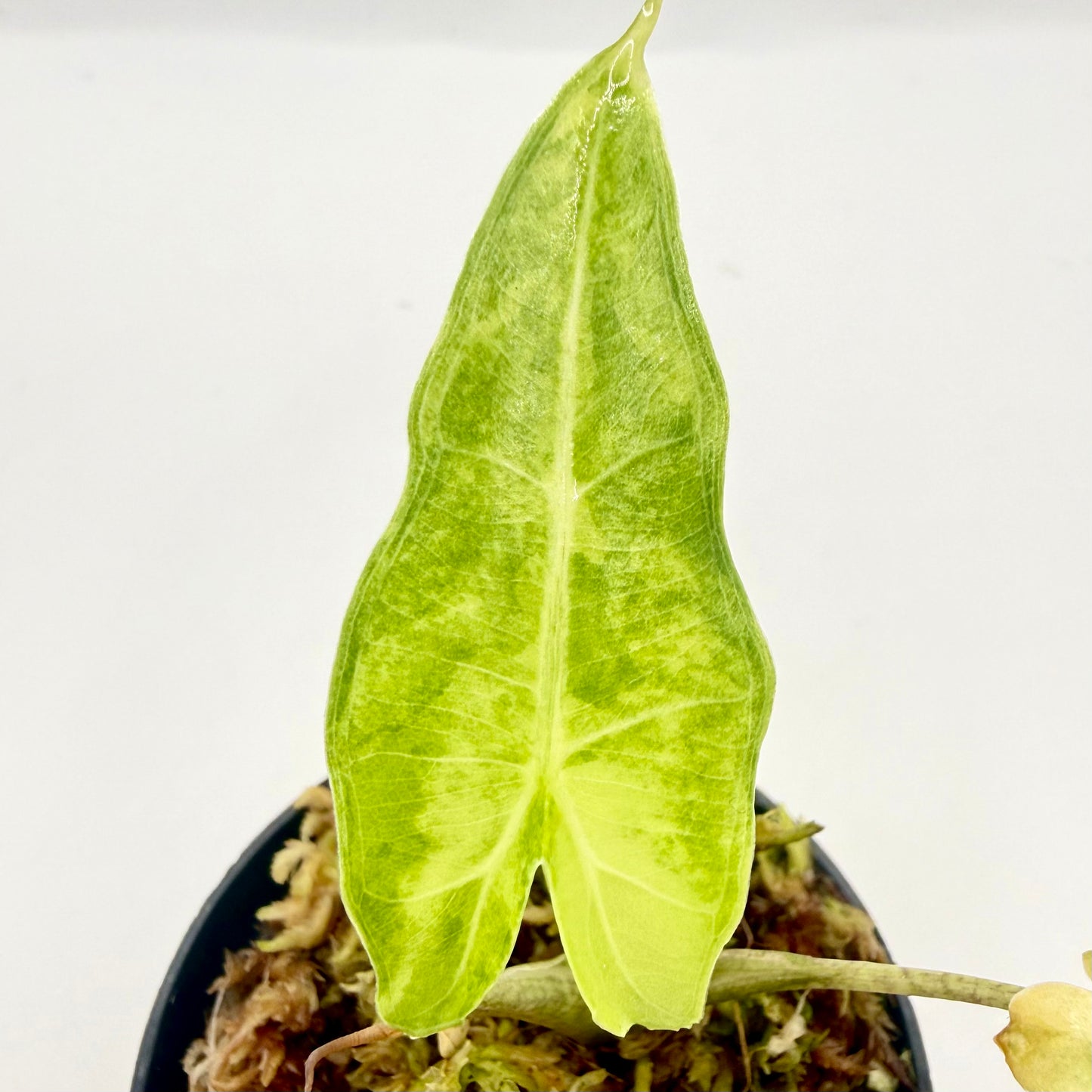 Alocasia Sarian Aurea Variegata