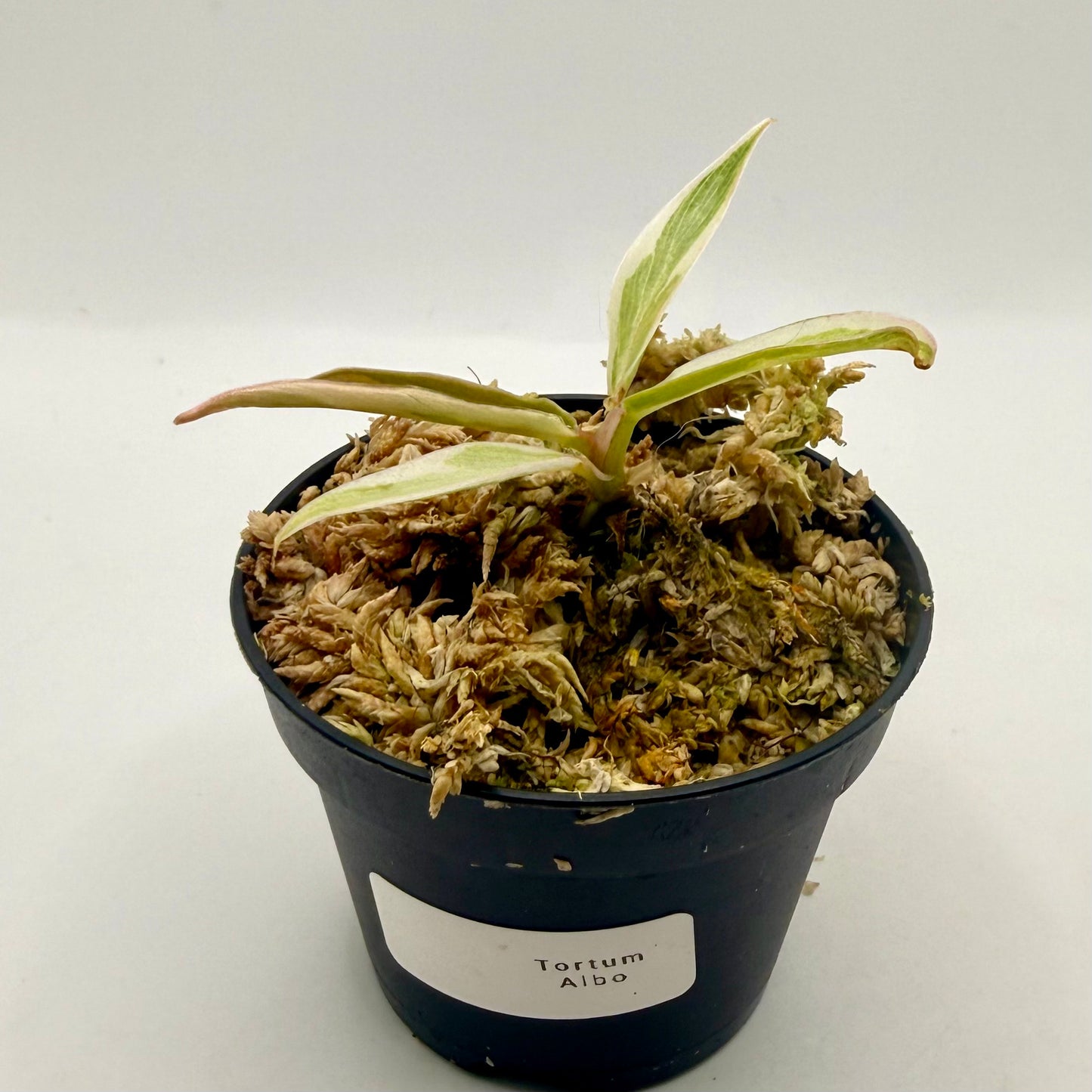 Philodendron Tortum Albo Variegated
