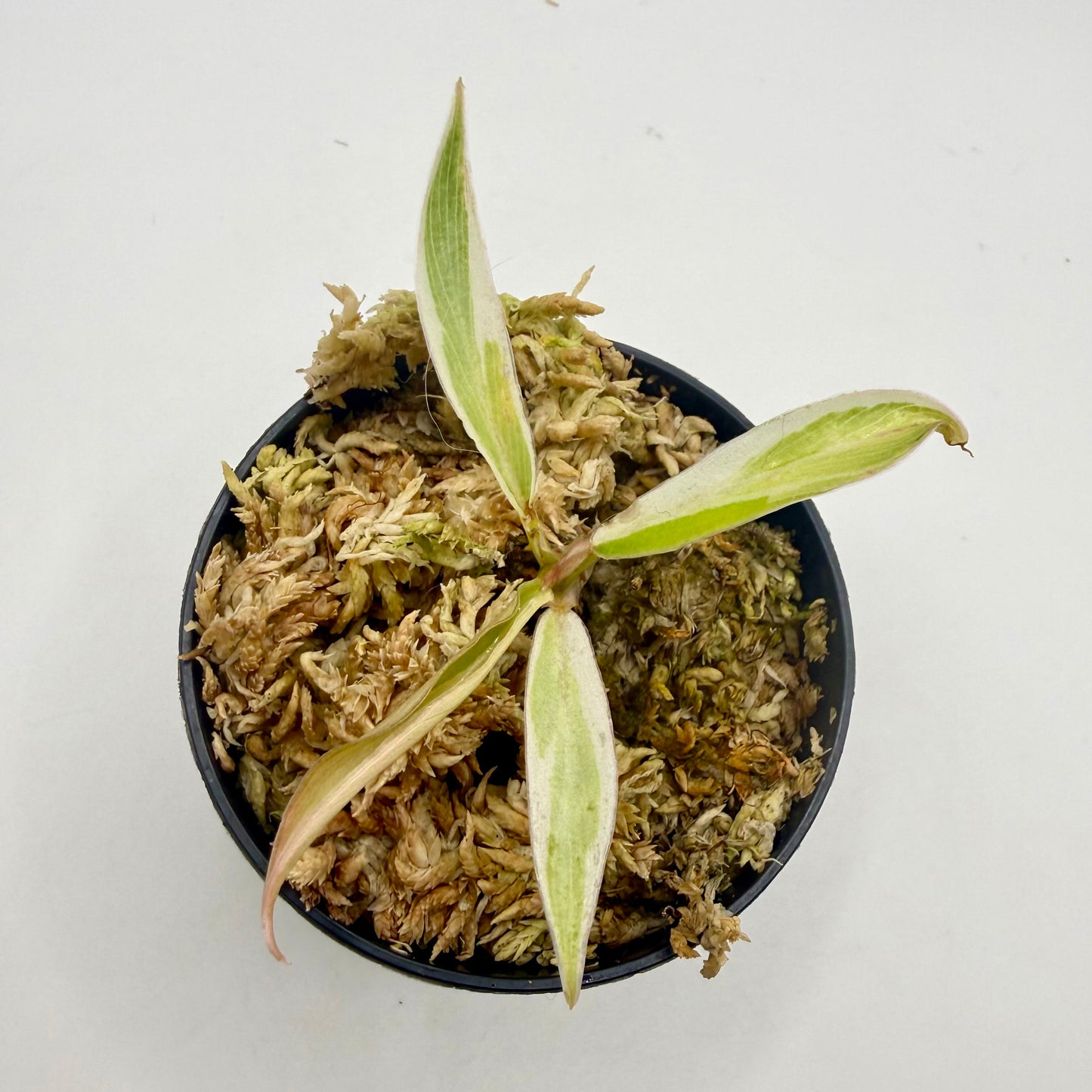 Philodendron Tortum Albo Variegated