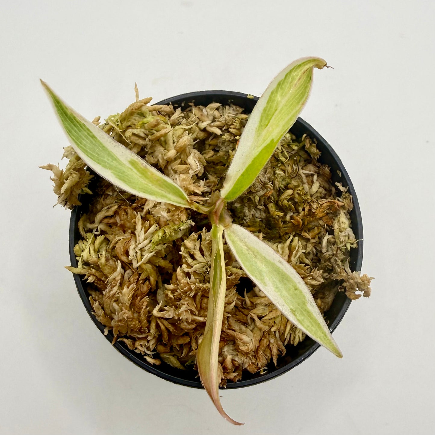 Philodendron Tortum Albo Variegated