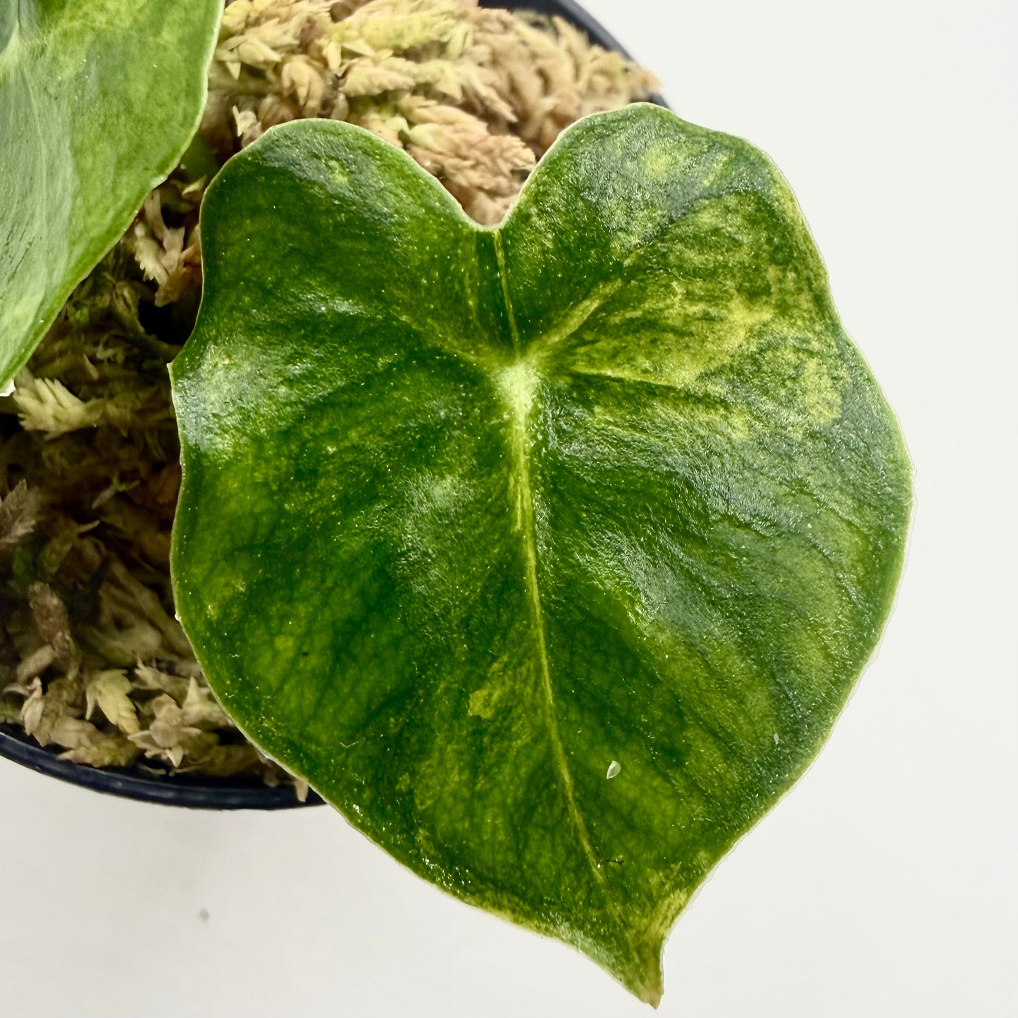 Alocasia Frydek Dorayaki - London Eye - Aurea Variegata