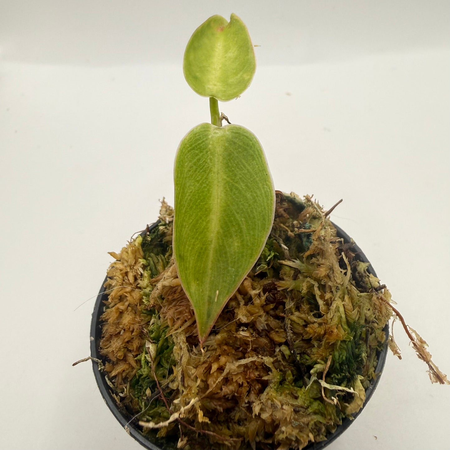 Philodendron Spiritus Sancti