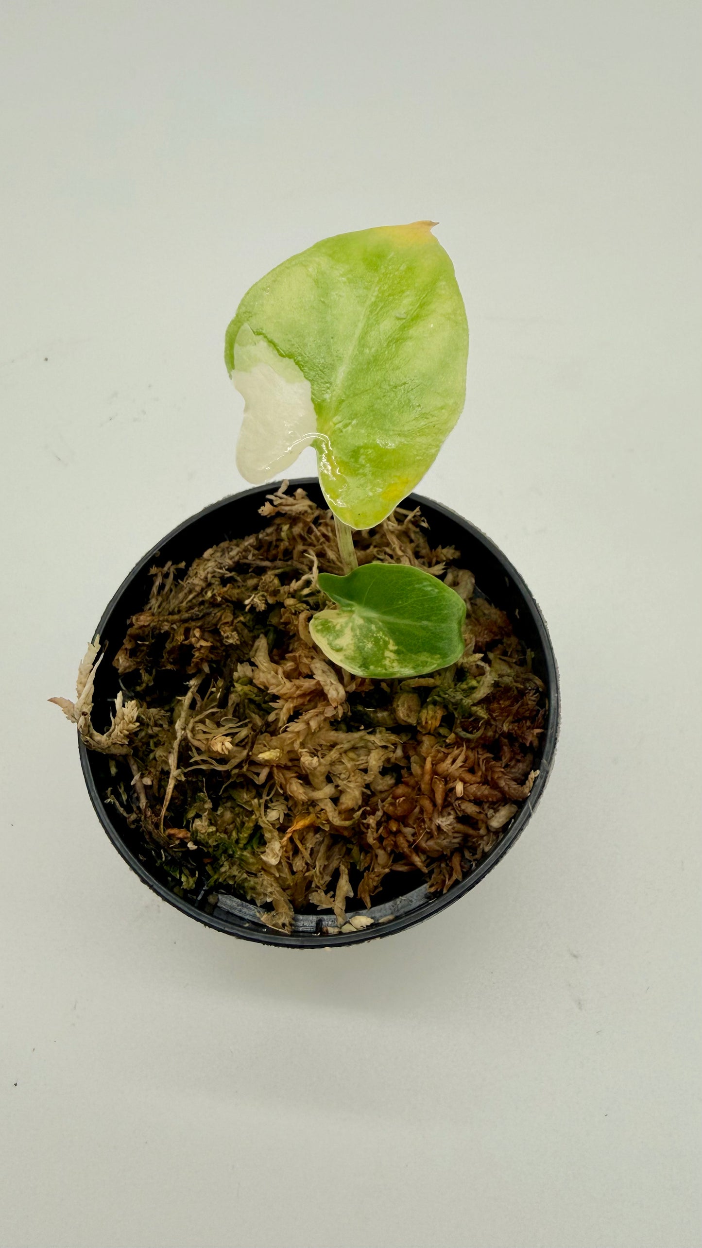 Alocasia Calidora Albo Variegata