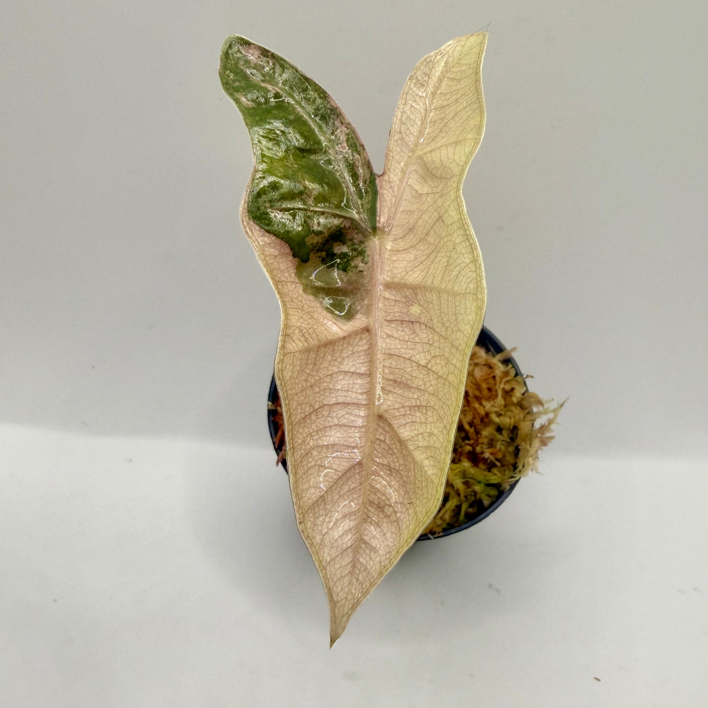 Alocasia Pseudo Sanderiana Albo/Pink Variegata