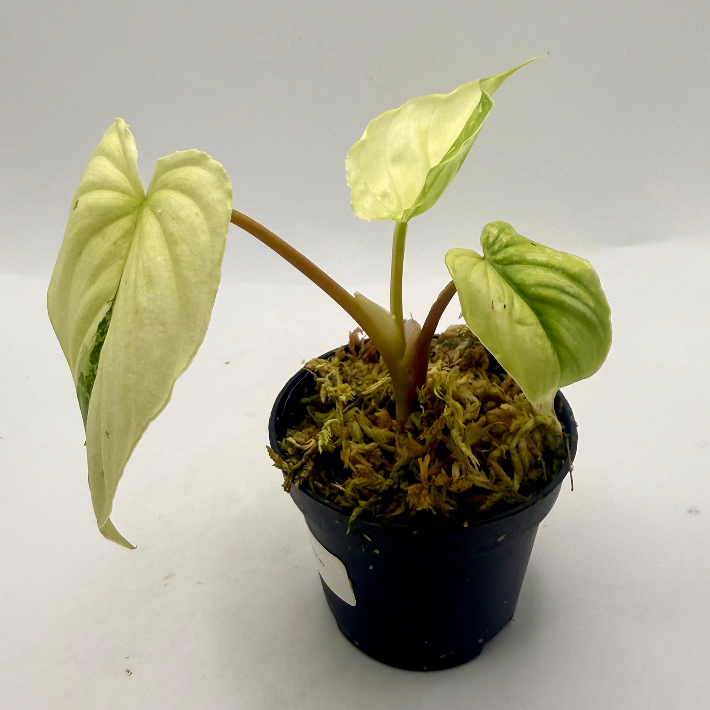Philodendron Mamei Variegata
