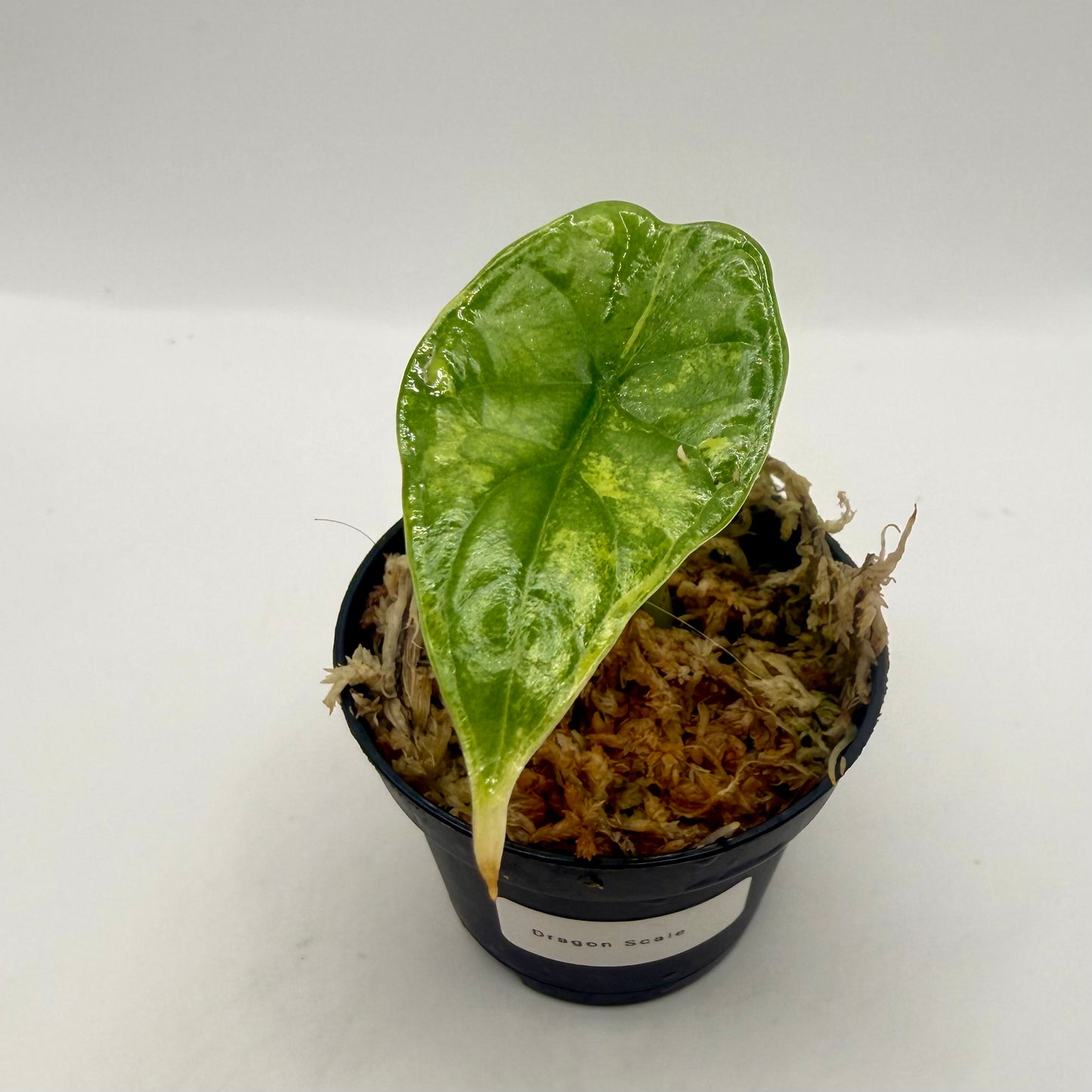 Alocasia Dragon Scale Aurea Variegata