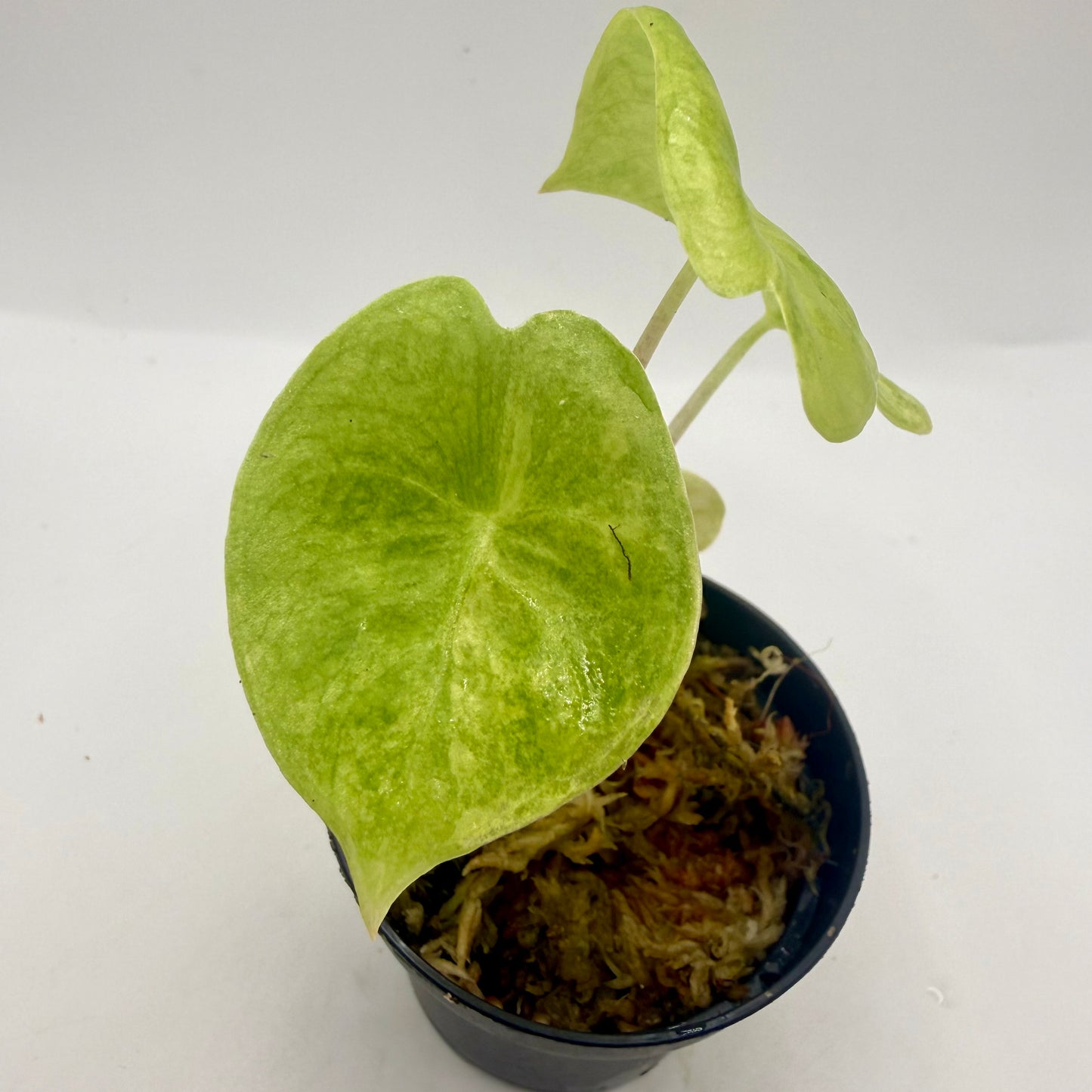 Alocasia Pink Dragon Aurea Variegata