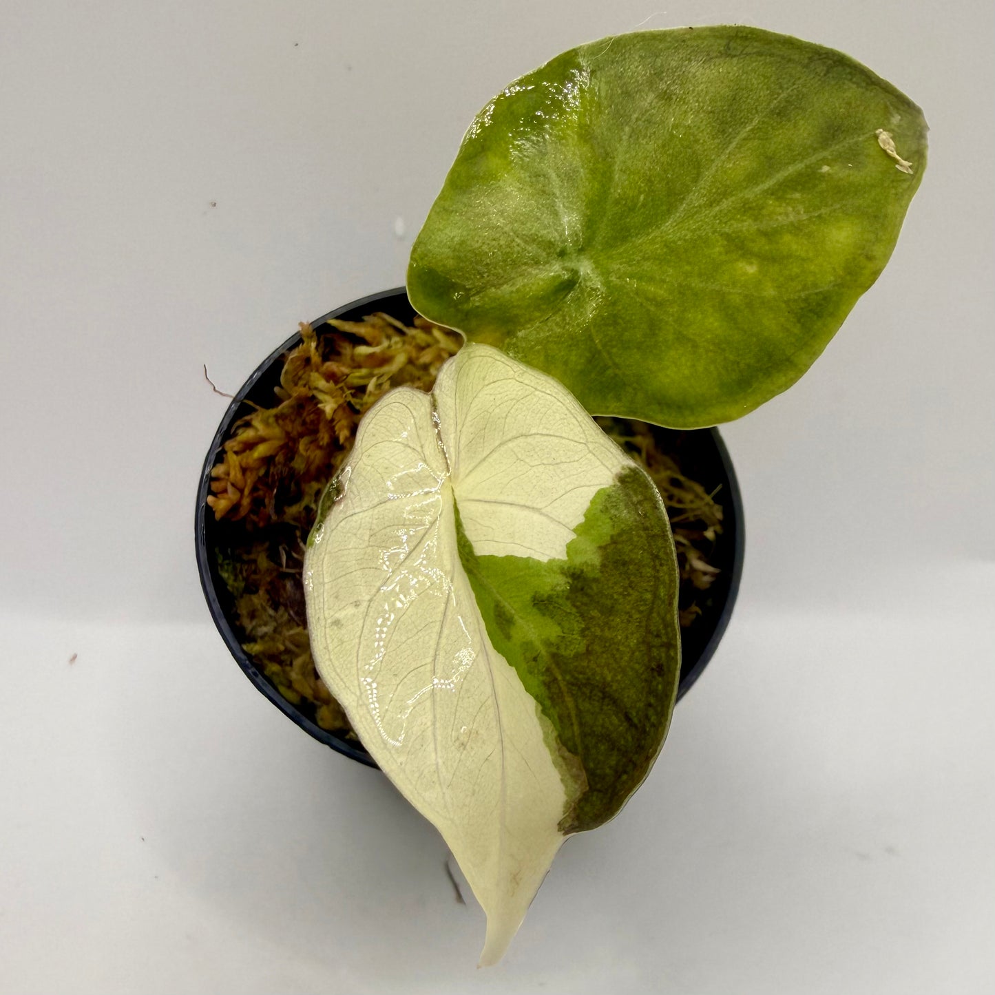 Alocasia Wentii Albo/Pink Variegata