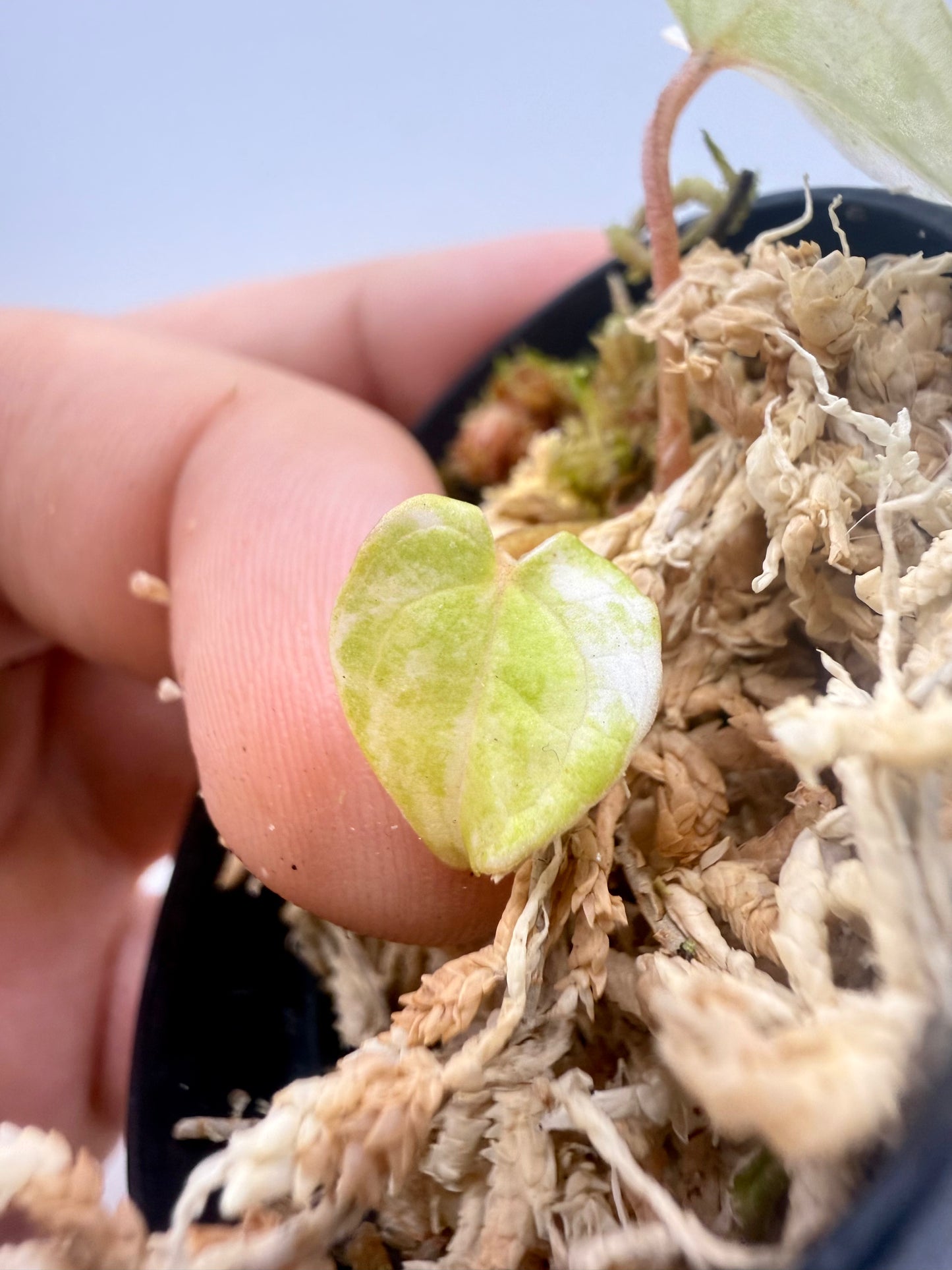 Anthurium Papillilaminum x Magnificum Variegata