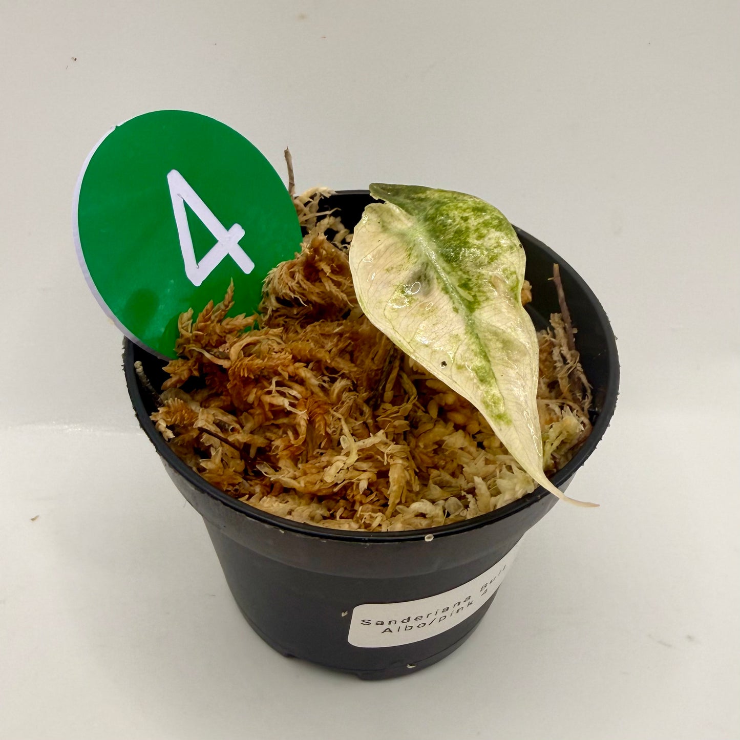 Alocasia Sanderiana Bull Pink/Albo Variegata