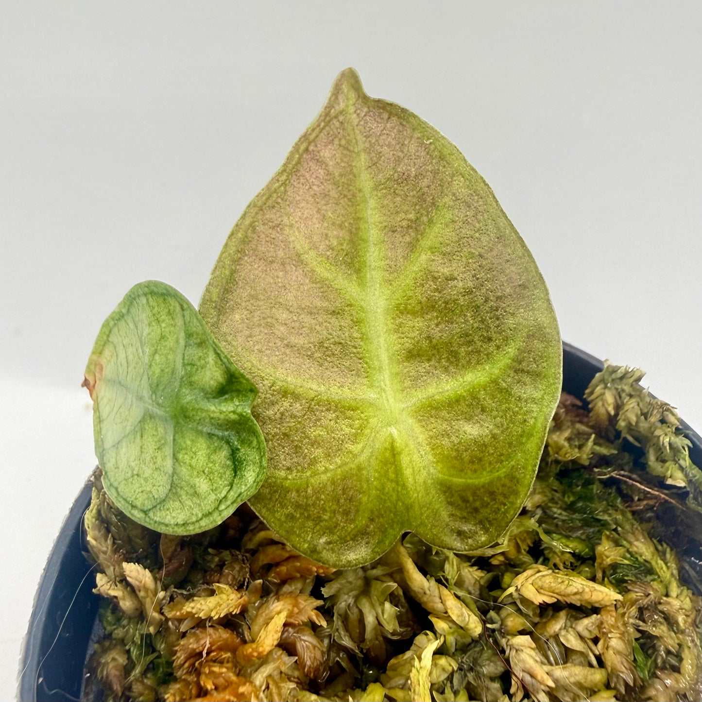 Alocasia Heart Balloon Mint/Pink Variegata