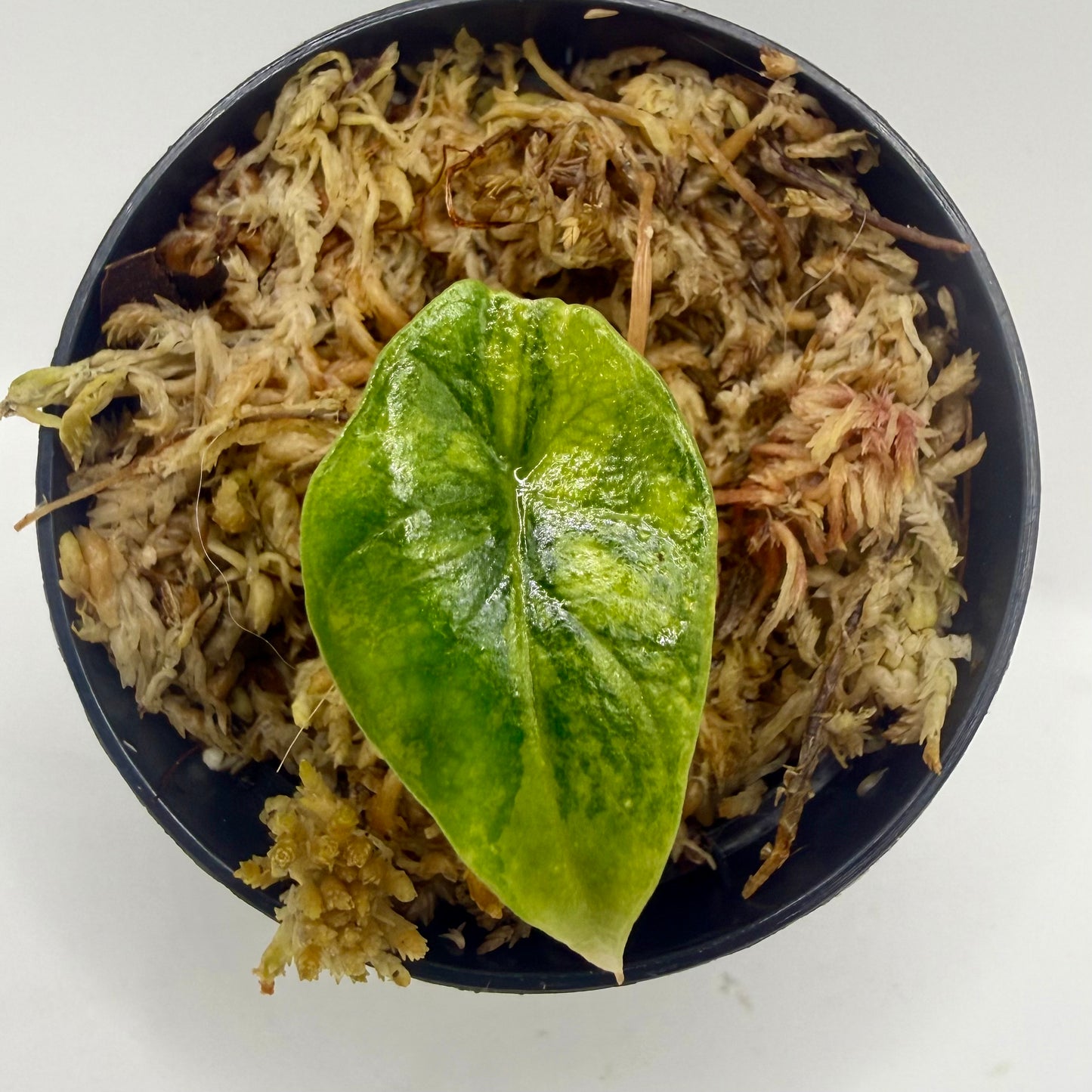 Alocasia Scalprum Aurea Variegata