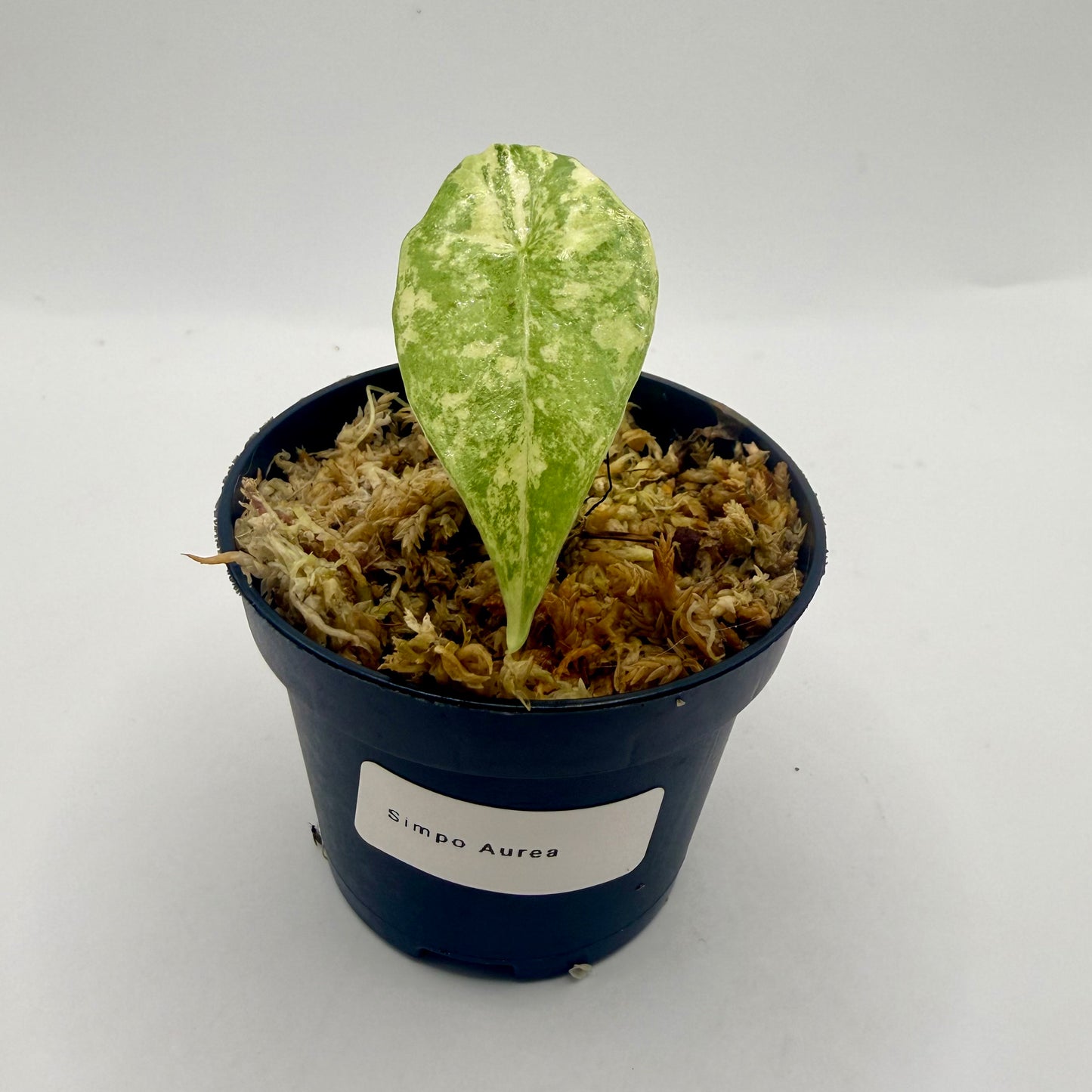 Alocasia Simpo Aurea Variegata