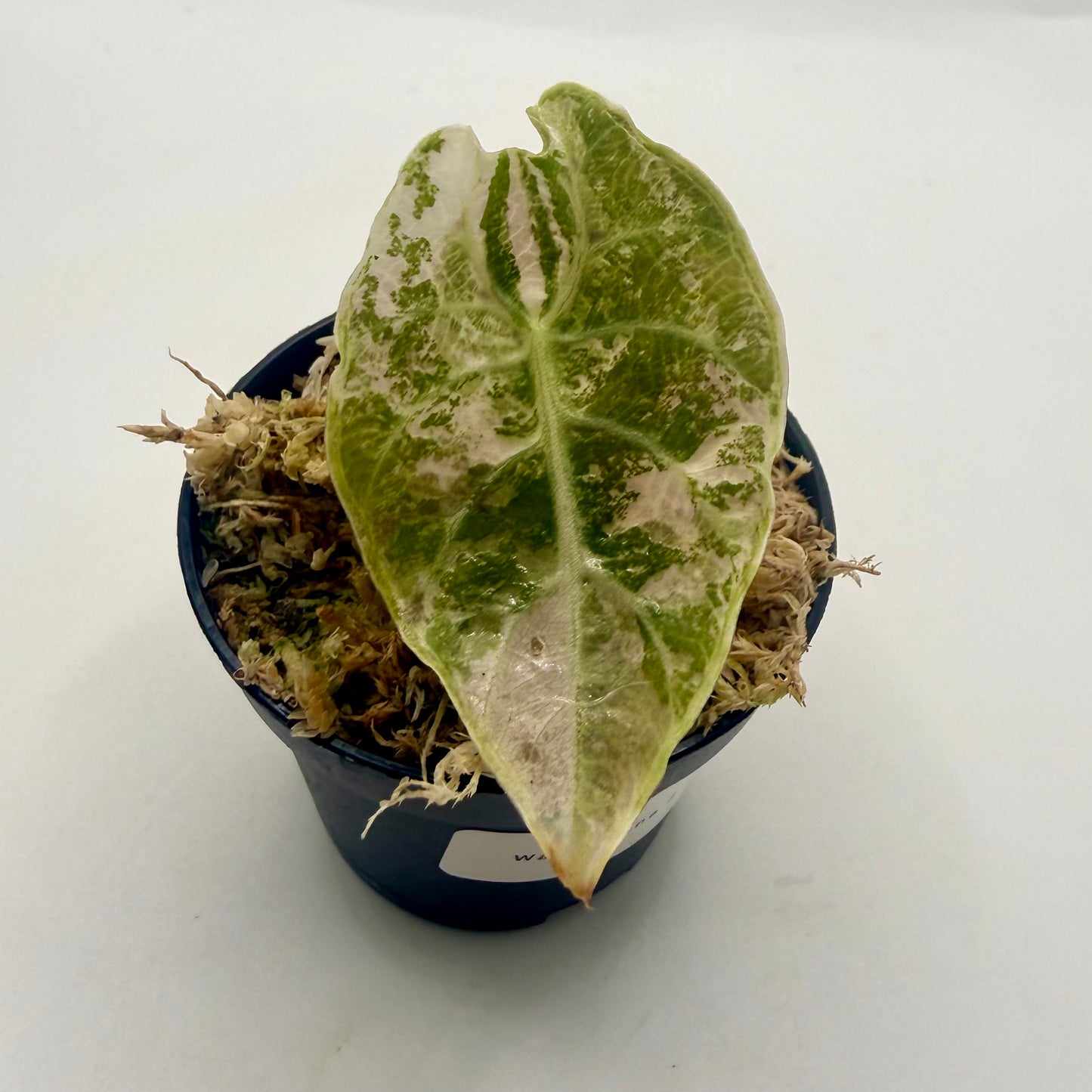 Alocasia Watsoniana - Albo/Pink Variegata