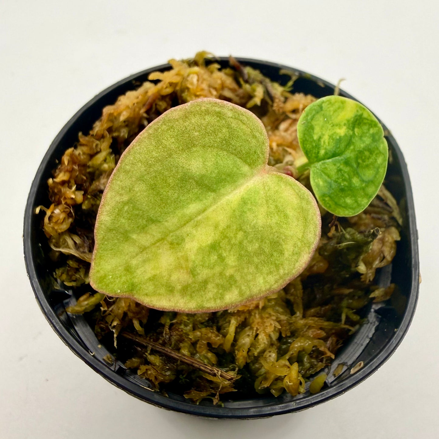 Anthurium Papillilaminum x Magnificum Variegata