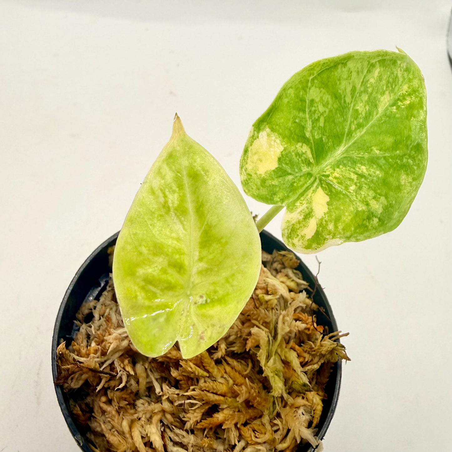 Alocasia Puber Aurea Variegata