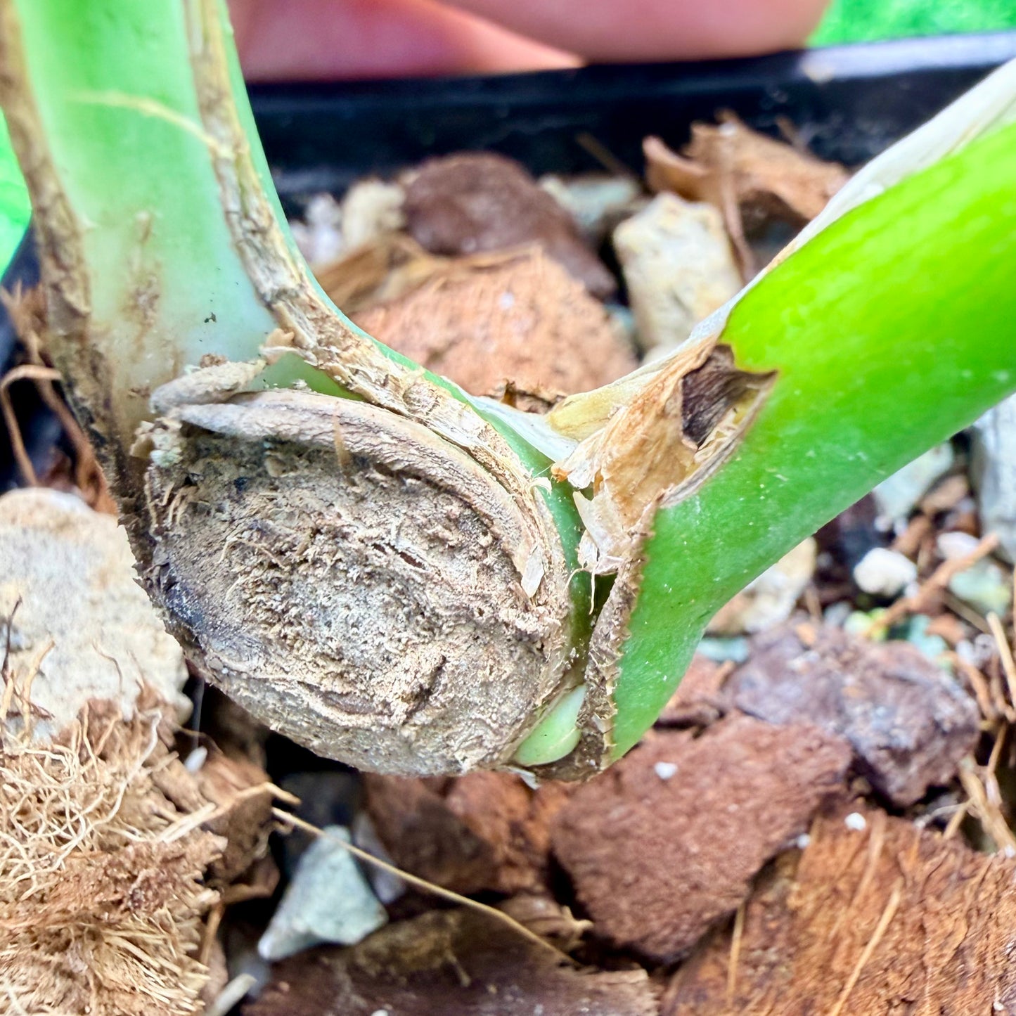 Monstera Burle Marx Flame