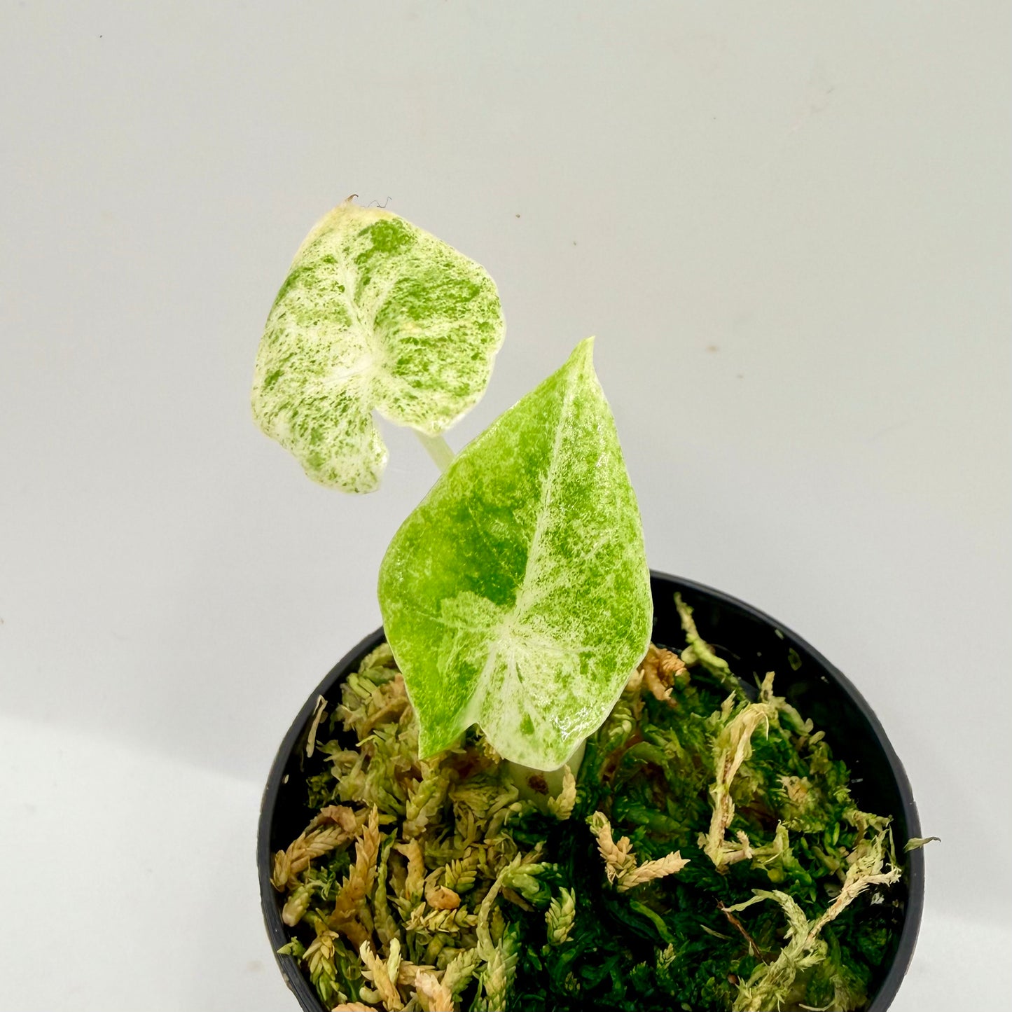 Alocasia SP. (From Surat) Marble Variegata