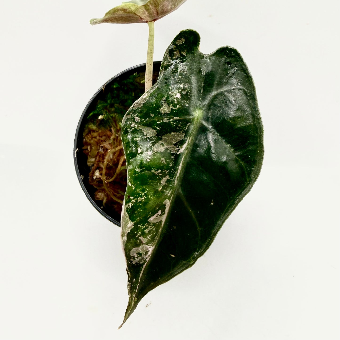 Alocasia Polly Snowflake Pink/Albo Variegata