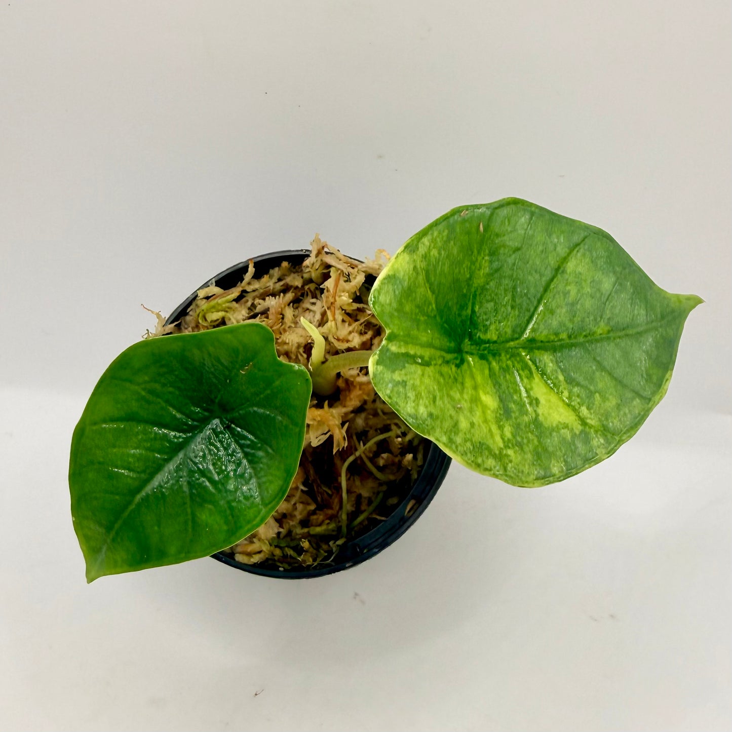 Alocasia Platinum Aurea Variegata