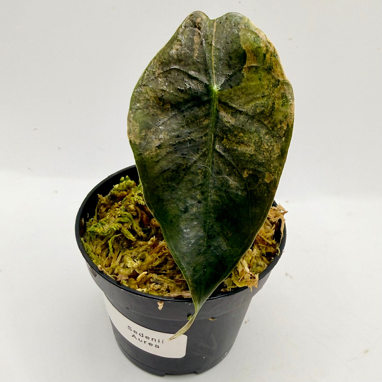 Alocasia Sedenii Aurea Variegata