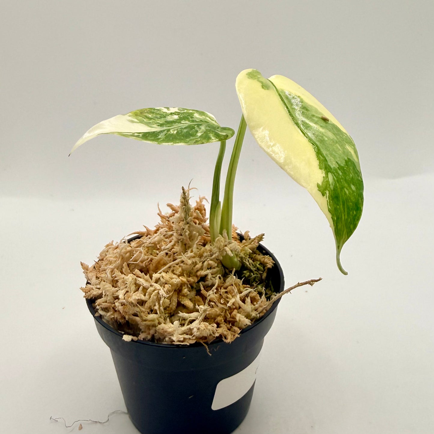 Monstera Thai Con Creme Brulee