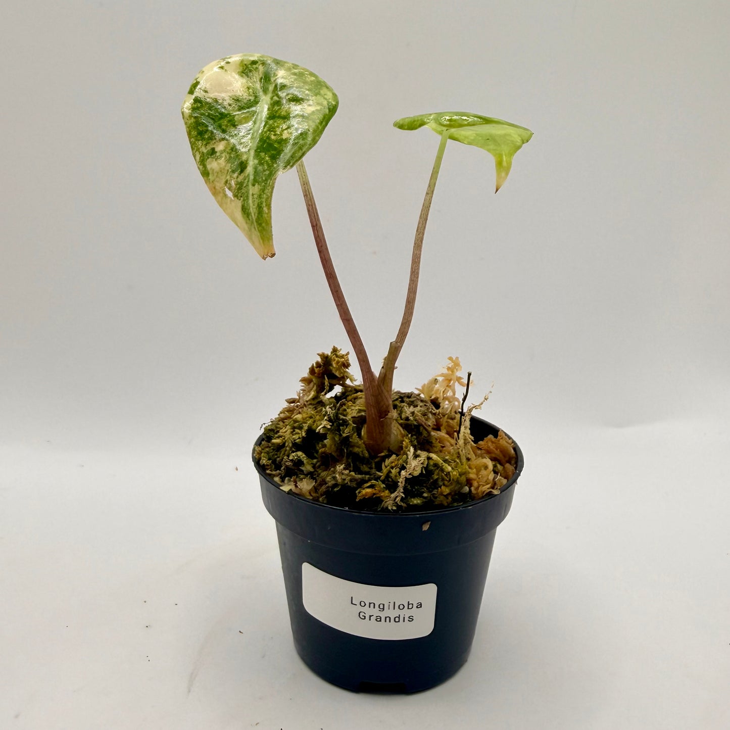 Alocasia Longiloba Grandis Aurea Variegata