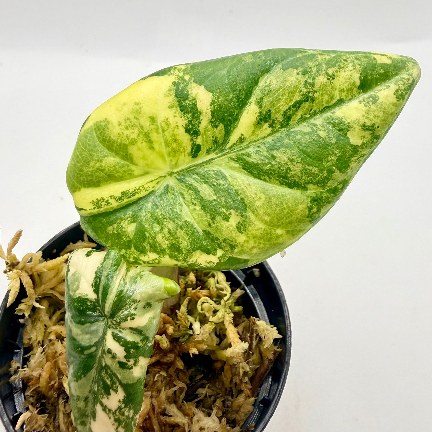 Alocasia Maharani Lemon Lime Variegata