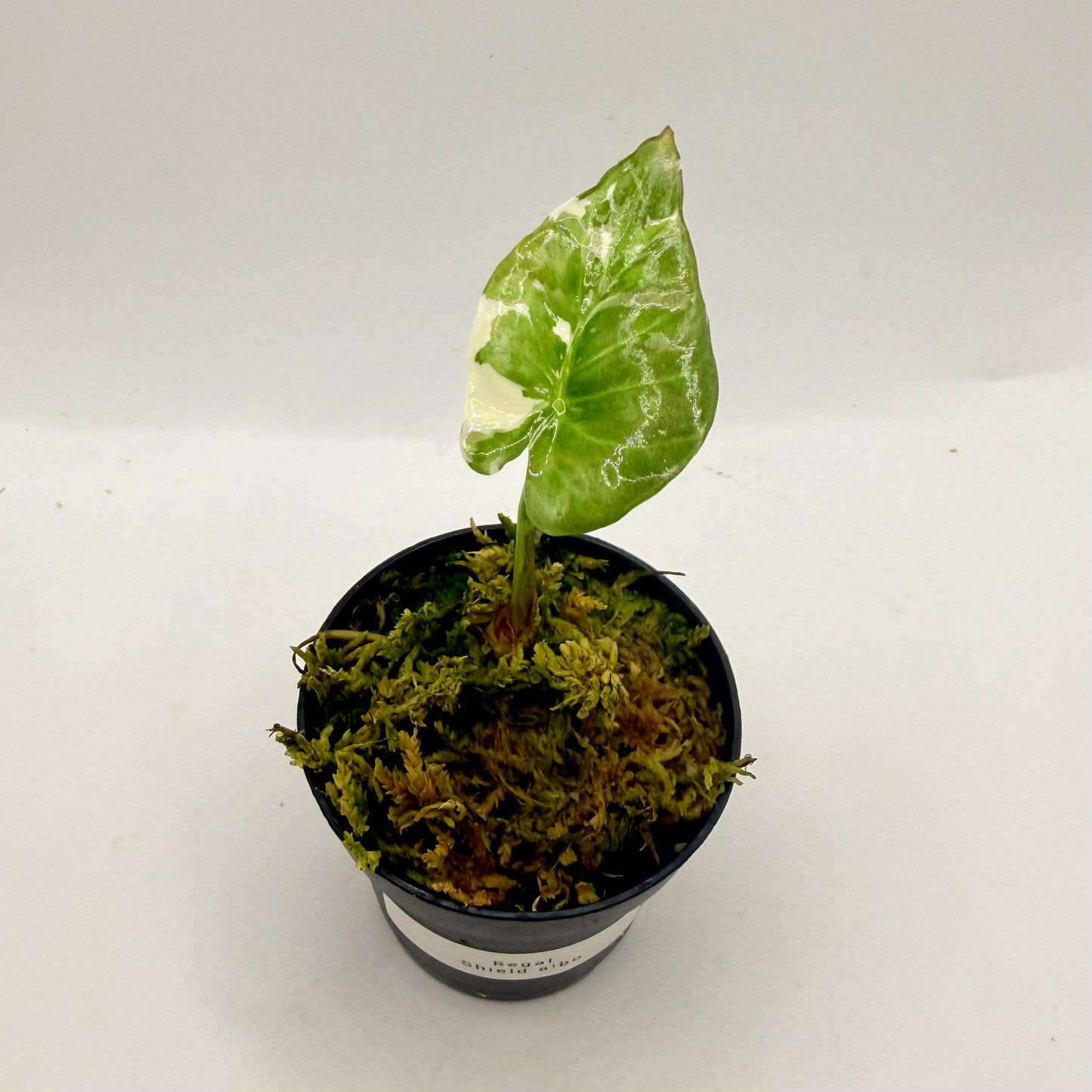 Alocasia Regal Shield Albo Variegata