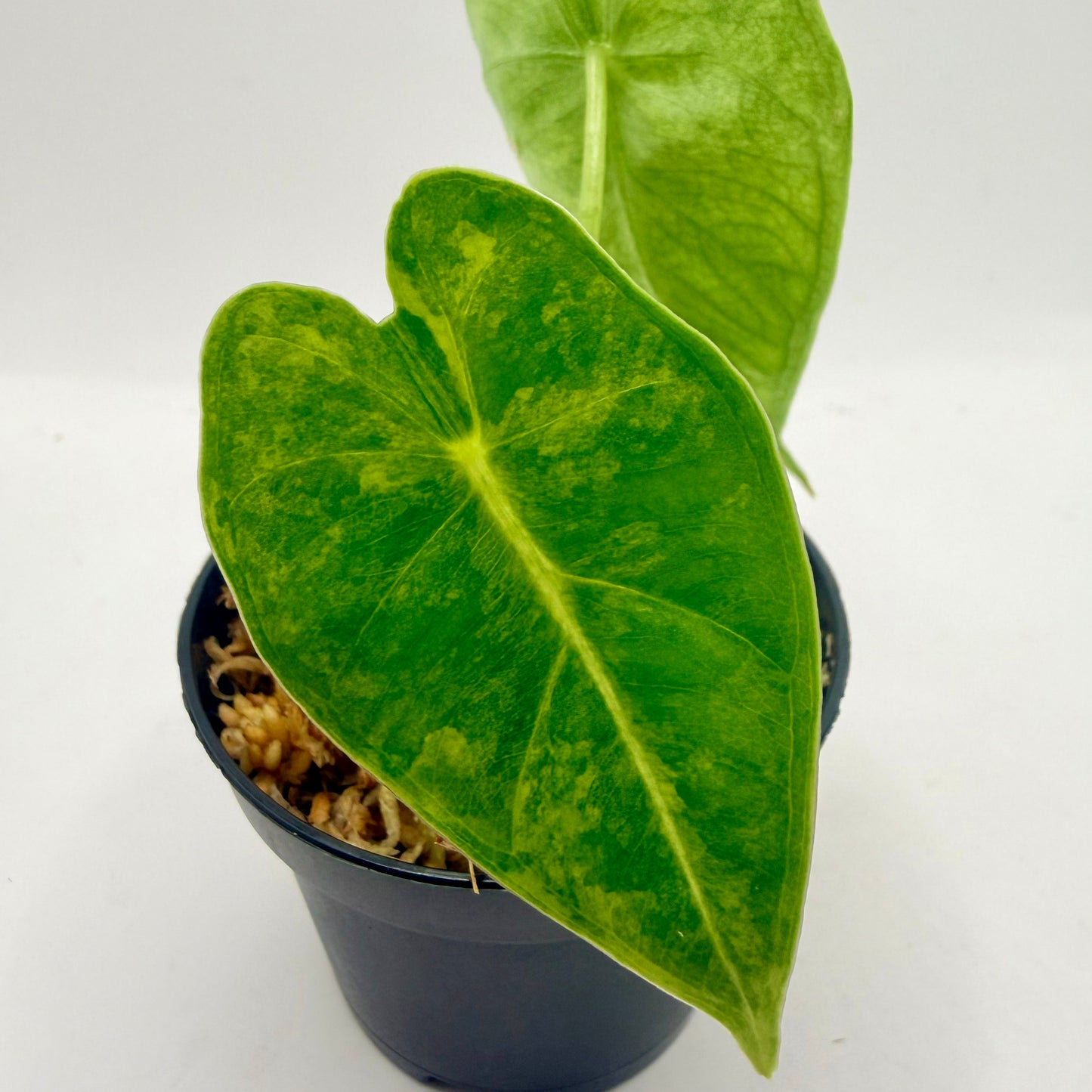 Alocasia Frydek Aurea GoG