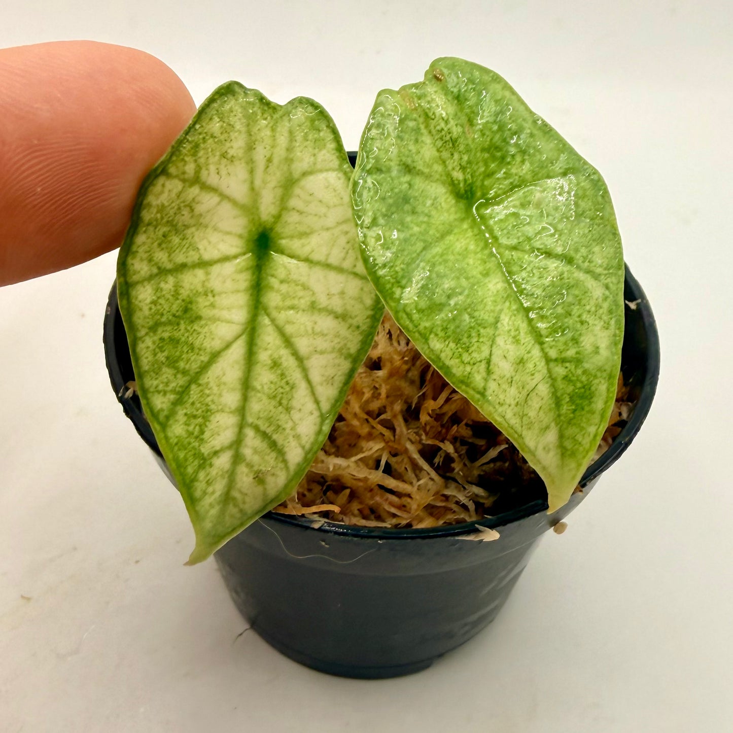 Alocasia Platinum Mint Variegata